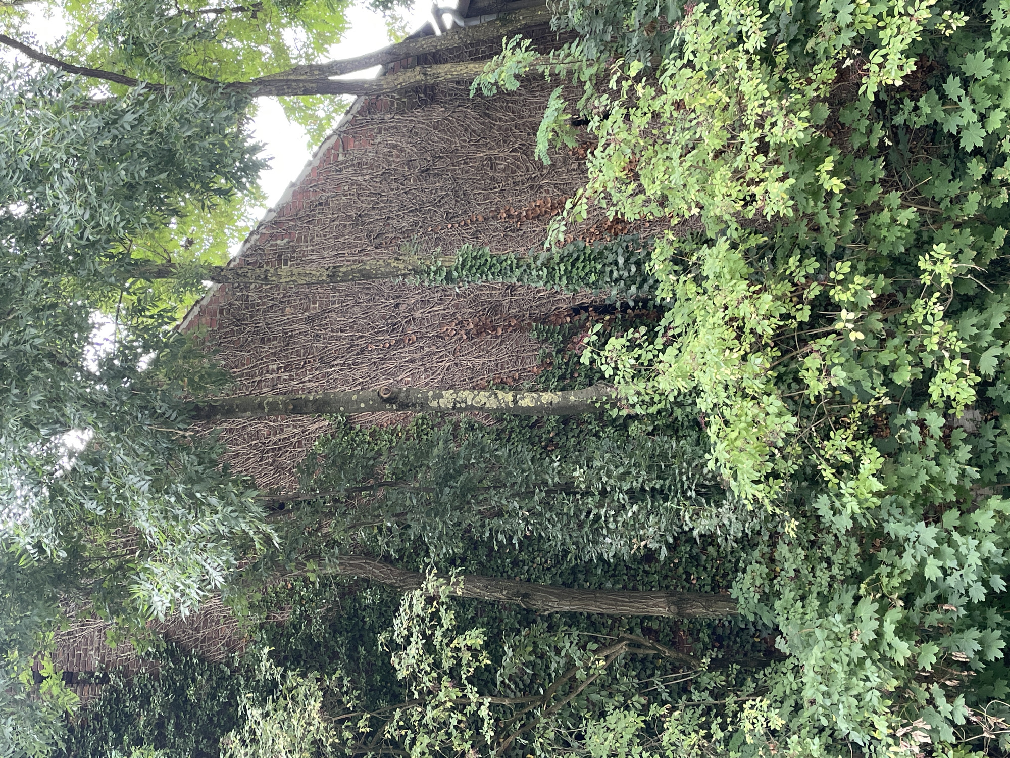 The image depicts a densely overgrown brick building facade in Salzkotten, Germany. The building, likely an older structure, is almost entirely covered in a thick network of ivy and other climbing plants. Leafless vines create a textured, almost organic pattern across the red brick. Several trees with green foliage grow in front of and alongside the building, partially obscuring it. In the foreground, lush green bushes and smaller plants add to the verdant, wild appearance of the scene. The overall impression is one of nature reclaiming an urban structure, creating a somewhat secluded and naturalistic environment within the city. There are no people visible in the image.