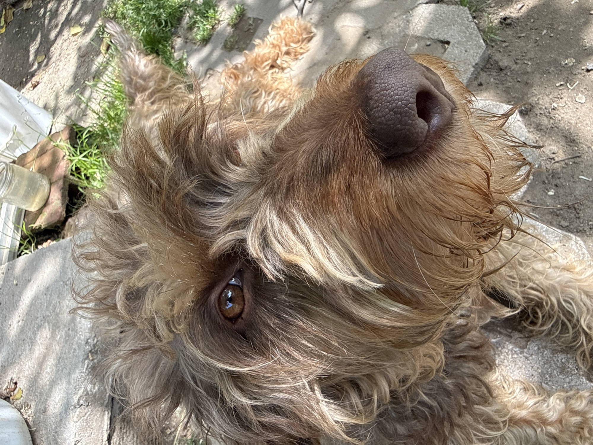 A shaggy-haired dog is depicted outdoors in Busmantsi, Bulgaria, under direct sunlight. The dog, possessing wavy to curly brown and blonde fur, is positioned with its head occupying the majority of the frame, looking upward and slightly to the right. Its prominent dark brown eye, exhibiting a clear reflection of light, is visible through the fur on the left side of its face (viewer's left). The dog's dark, textured nose and muzzle, where the fur appears matted and possibly damp, are in the immediate foreground. The surrounding environment consists of light grey concrete paving stones, patches of exposed dirt, and sporadic clusters of green grass. Distinct shadows are cast on the ground, indicating bright daylight. In the upper-left background, a clear glass jar rests on a reddish-brown brick or block, partially obscured by the dog's fur, with a sliver of a white structure visible beyond it.