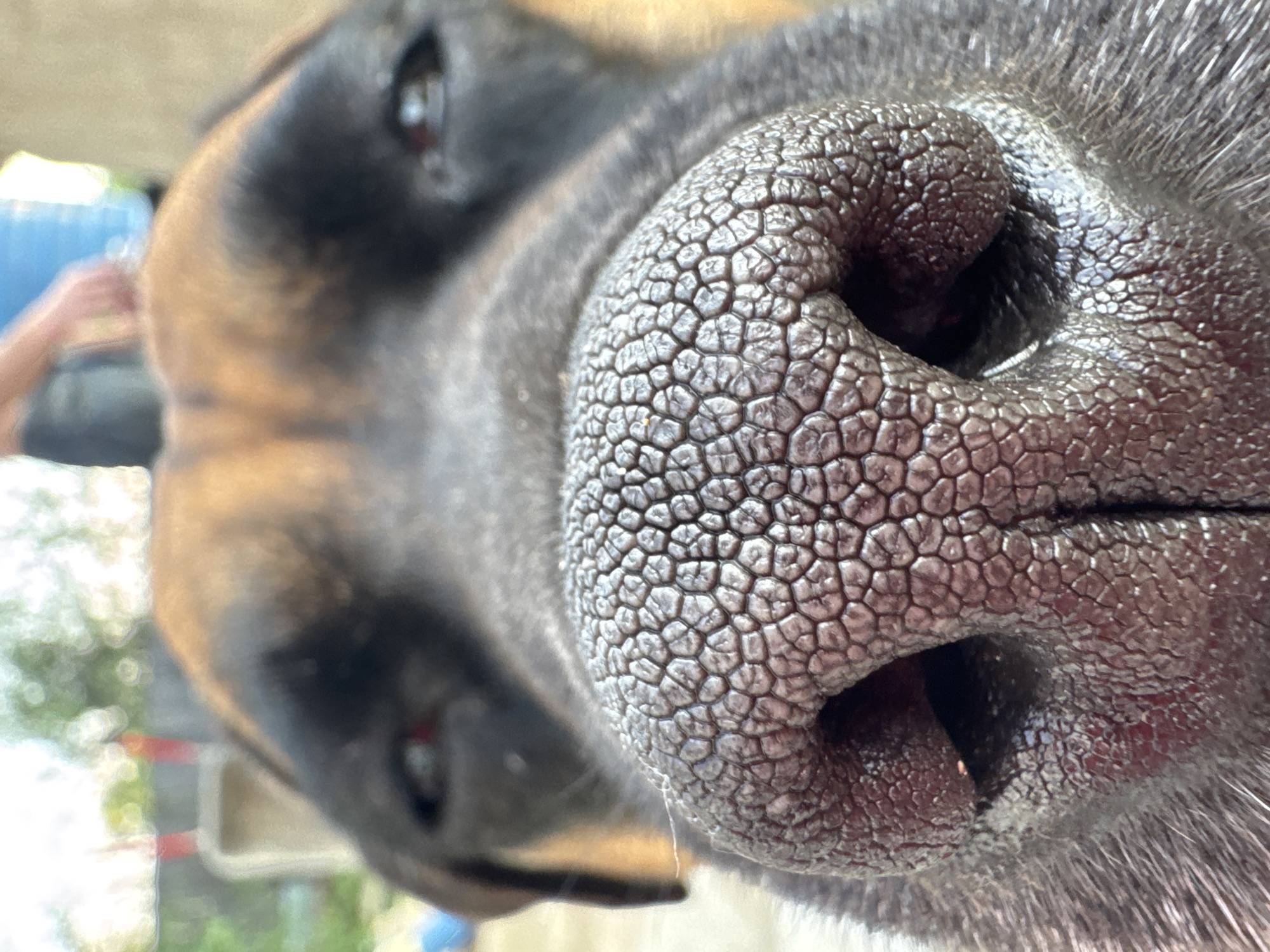 A close-up, low-angle, outdoor shot focuses on the nose of a dog, likely a Rottweiler or a similar breed given the coloring and snout. The dog's dark, wet nose, textured with a network of small, hexagonal patterns, dominates the foreground. Its nostrils are visible, with the right one appearing slightly wider. The dog's eyes are visible in the background, one clearly reflecting light, and the other partially obscured. The dog's head is turned slightly to the left. The background is softly blurred, showing hints of greenery and what appears to be a person in a blue shirt and jeans standing behind the dog. The lighting suggests it is daytime, with natural light illuminating the scene. The image does not contain any visual information that would allow for determining a specific location in the city of Chaikovsky, Russia.