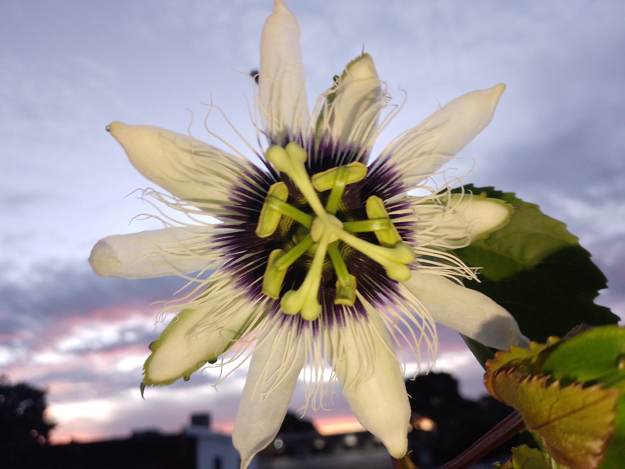 A close-up, low-angle outdoor photograph captures a passionflower bloom in the foreground against a twilight sky with scattered clouds tinged with pink and orange. The intricate flower displays white petals, a purple and white corona, and green reproductive parts. Two small, dark insects are visible on the flower's upper petals. The background consists of a silhouetted treeline and some indistinct structures that suggest an urban or suburban setting, possibly Tinaquillo, Venezuela. The lighting indicates it is either dawn or dusk.