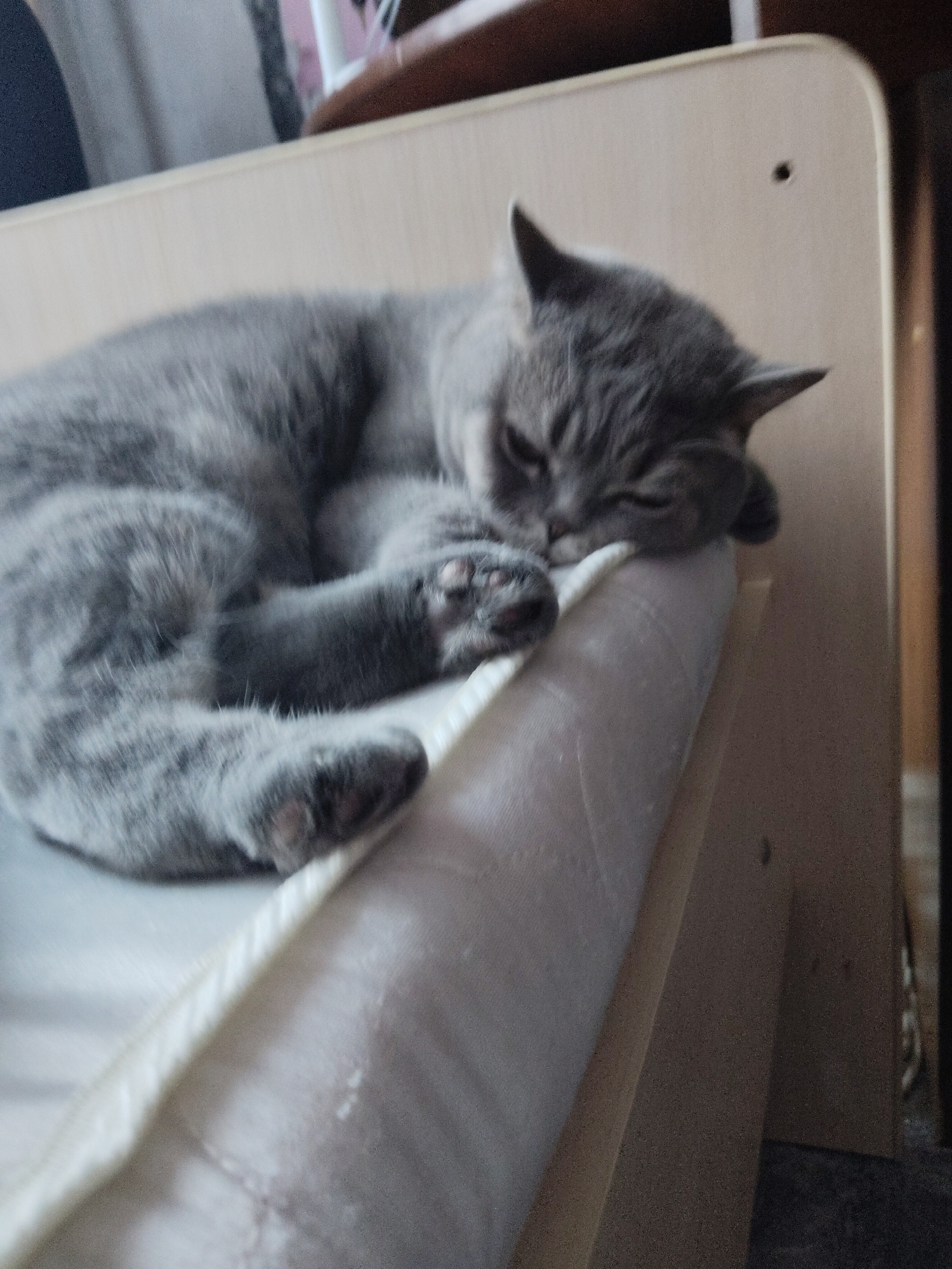A gray shorthair cat is lying on a white mattress. The cat is curled up with its paws visible. The mattress is on a wooden frame. The location is Perm, Russia.