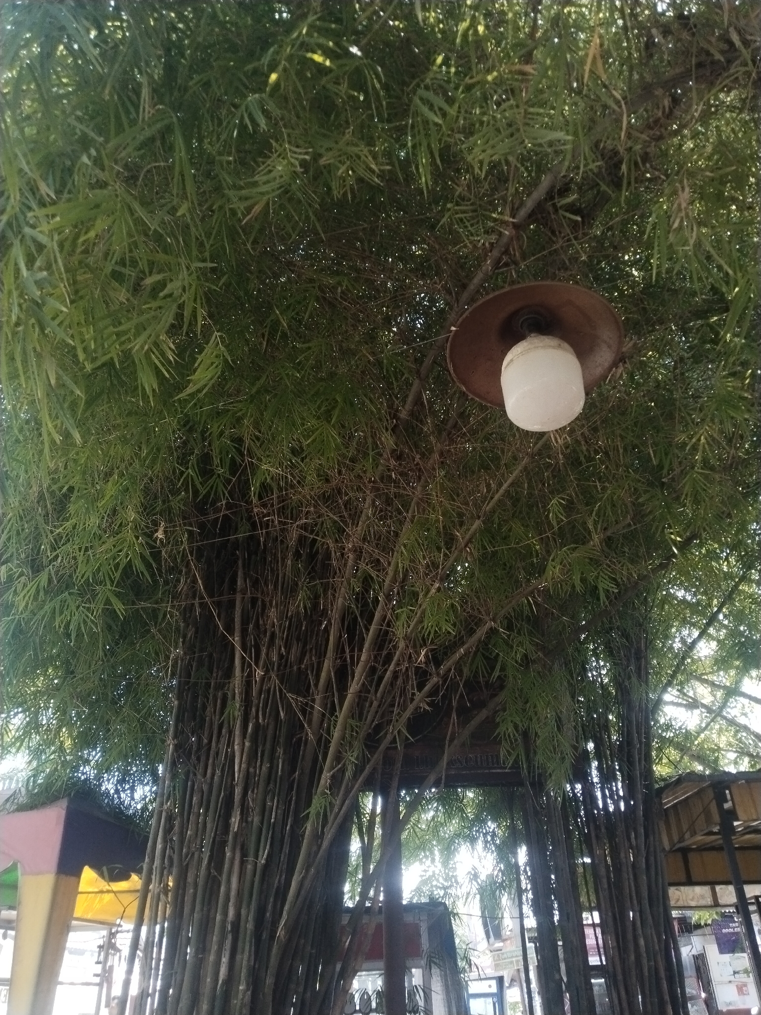 A high-angle shot depicts a dense cluster of bamboo stalks, their verdant leaves forming a canopy. A rusty metal-shaded lightbulb hangs amongst the leaves. The base of the bamboo structure shows an entrance and hints of city life beyond. The photograph was likely taken in Lhokseumawe, Indonesia.