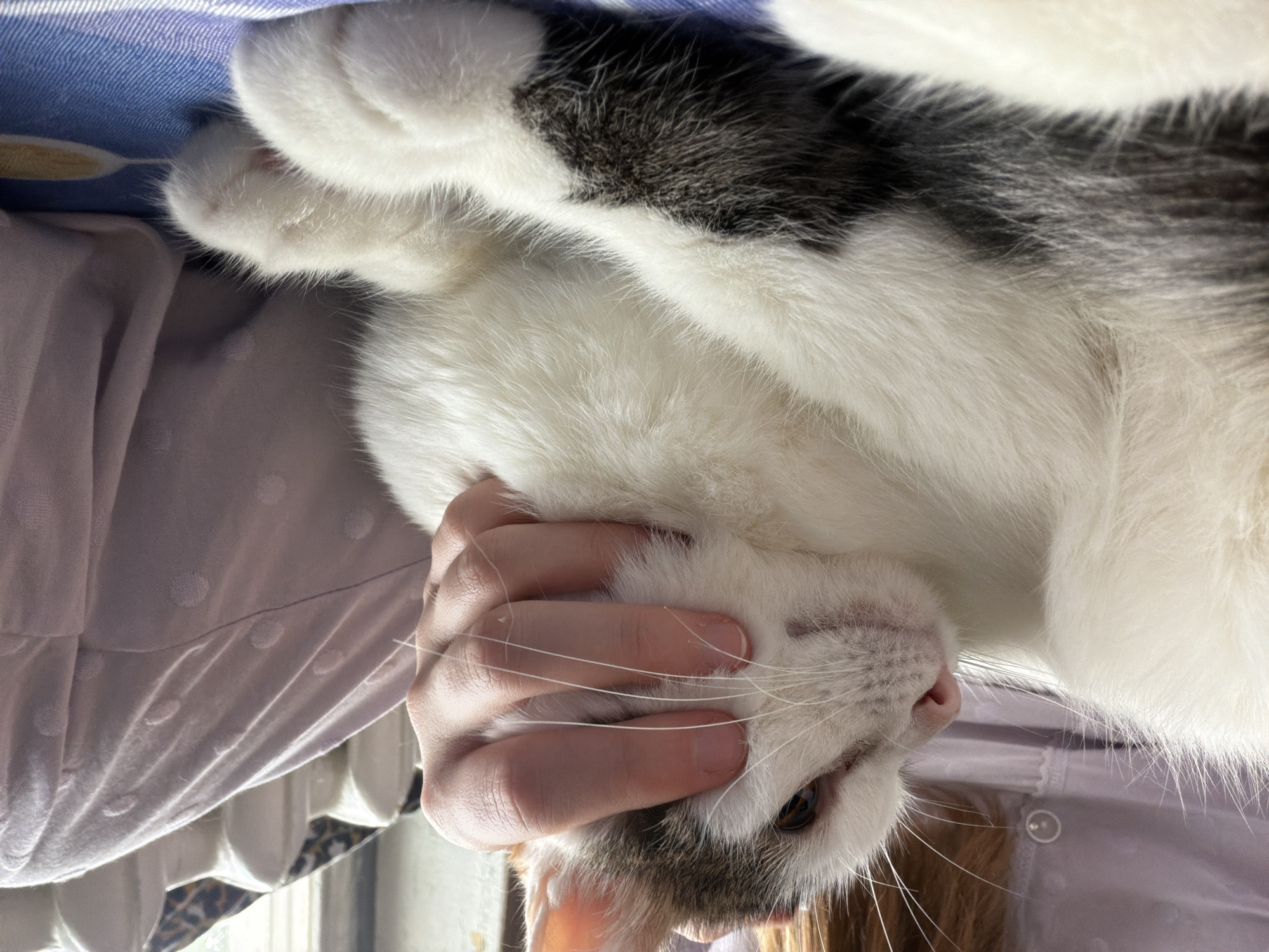 A close-up, indoor shot shows a domestic cat being petted by a person. The cat, predominantly white with grey markings on its head and back, is lying down, its head resting against the person's hand. The person's fingers are gently stroking the cat's cheek, near its whiskers and right eye. The cat's eye is open, and it appears calm. The background includes soft, textured fabric, likely clothing or bedding, in a light purple hue, and a glimpse of a window with natural light filtering in. The setting is likely a home, possibly in Колычёво, Russia, given the context.