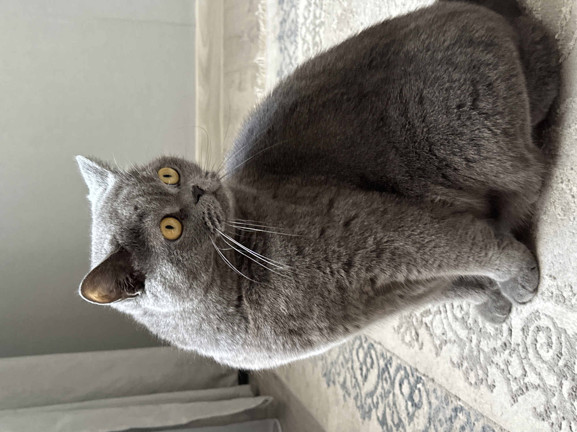 A medium shot shows a plump, grey British Shorthair cat sitting on a patterned rug. The cat is facing to the right of the frame, with its head turned slightly towards the viewer. Its large, round, yellow eyes are wide open, and its ears are perked up. The cat's fur is short and dense. The rug it is sitting on is light-colored with a blue patterned design. In the background, a sheer grey curtain hangs to the left, and a plain wall is visible to the right. The lighting suggests an indoor setting with natural light coming from the left. The image is a still photograph with no discernible action taking place beyond the cat's alert posture. No humans or other animals are present. The scene does not provide any specific contextual clues to indicate a location within the city of Temirtau, Kazakhstan.