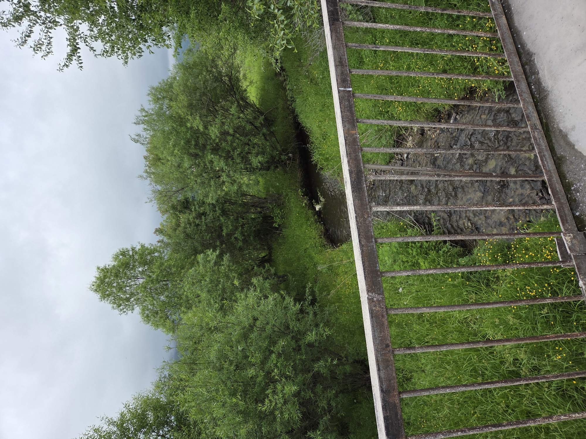 A rustic metal bridge railing with vertical bars overlooks a narrow, shallow stream flowing through a lush, green, grassy field dotted with small yellow flowers. Dense, leafy green trees and bushes line the banks of the stream, with a slightly overcast, muted sky visible above. The scene appears to be in a natural, undeveloped area, possibly a park or rural landscape. The image is taken from a slightly elevated perspective, looking down and across the stream.