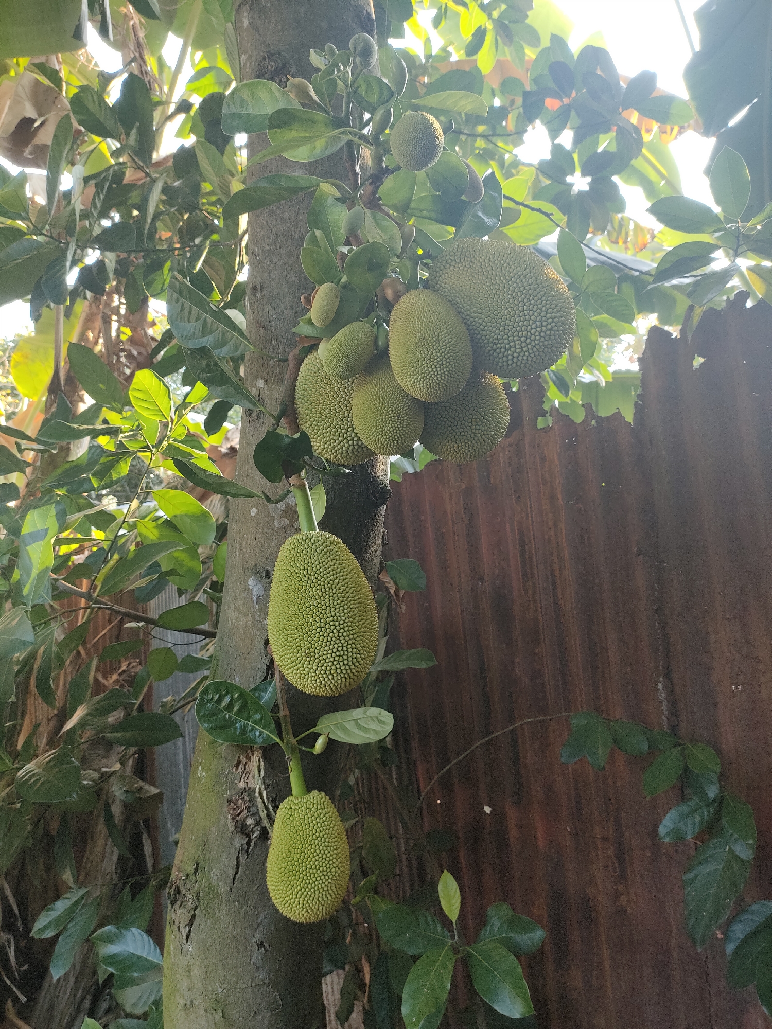 An outdoor, eye-level, medium shot captures a jackfruit tree laden with fruit, set against a backdrop of lush green foliage and a rusted corrugated metal fence. The scene is bathed in bright, natural sunlight filtering through the leaves, creating a dappled effect. The tree trunk, rough and textured, serves as the central anchor, with several green jackfruits of varying sizes hanging from its branches. One particularly large fruit is prominently displayed in the lower center of the frame, while a cluster of smaller ones hangs higher up on the right. The leaves are a vibrant green, some catching the sunlight and appearing almost translucent. The corrugated metal fence on the right side of the image shows significant signs of rust and age, its textured surface adding a contrasting element to the organic forms of the tree and fruit. The overall impression is one of natural abundance and a slightly rustic, untamed environment. There are no people or animals visible in the image. The location is specified as Unknown, Unknown.