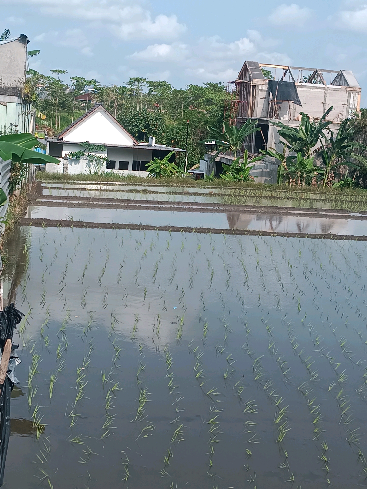 The image depicts a rice paddy in the city of Tabanan, Indonesia, under a bright, partly cloudy sky. The foreground is dominated by the flooded paddy, with rows of young rice plants emerging from the water. The water reflects the sky and surrounding vegetation, creating a shimmering surface.
In the mid-ground, a terraced embankment separates the rice paddy from the area behind it. On this embankment, a white, single-story house with a triangular roof is visible. To the right of this house, a multi-story building is under construction. The building appears to be made of concrete blocks and is in an unfinished state, with exposed structural elements, scaffolding, and tarps.
The background features dense green vegetation, including banana trees and other tropical plants, framing the houses and the construction site. The overall scene conveys a sense of rural or semi-rural development, with traditional agriculture coexisting with ongoing construction. There are no people visible in the image.