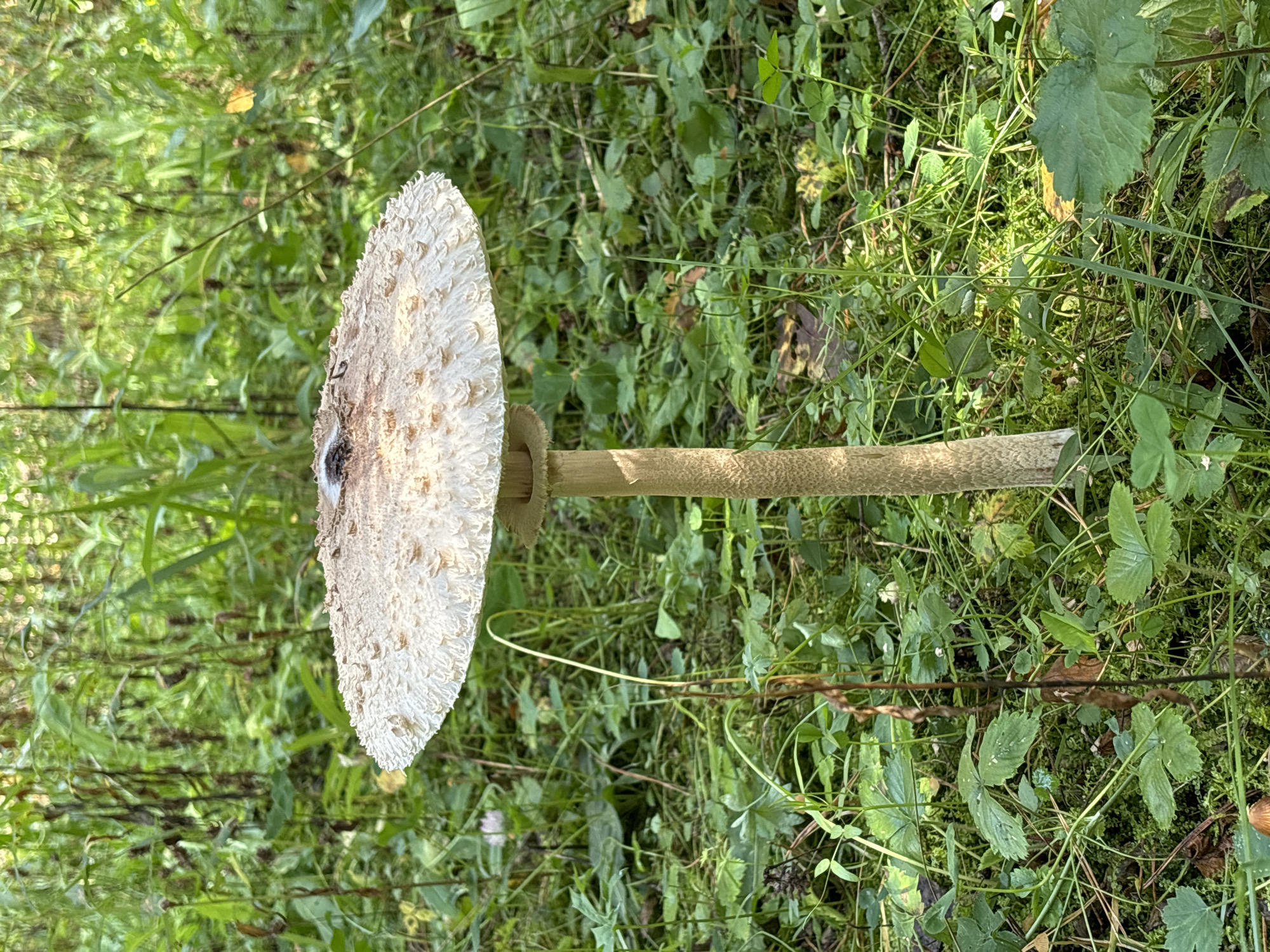 The image shows a close-up, eye-level view of a single, large mushroom standing upright in a densely vegetated area. The mushroom has a wide, flat cap that is off-white with brown spots and a textured surface. The stem is thick and textured, tapering slightly towards the base. The mushroom is surrounded by green foliage, including broad leaves and grass, with some dried brown plant matter interspersed. The background is a blur of green vegetation, suggesting a forest or wooded environment. There are no people, animals, or structures visible in the image. The lighting appears to be natural sunlight, casting some shadows and highlighting the textures of the mushroom and surrounding plants. The location is identified as Shumovo, Russia.