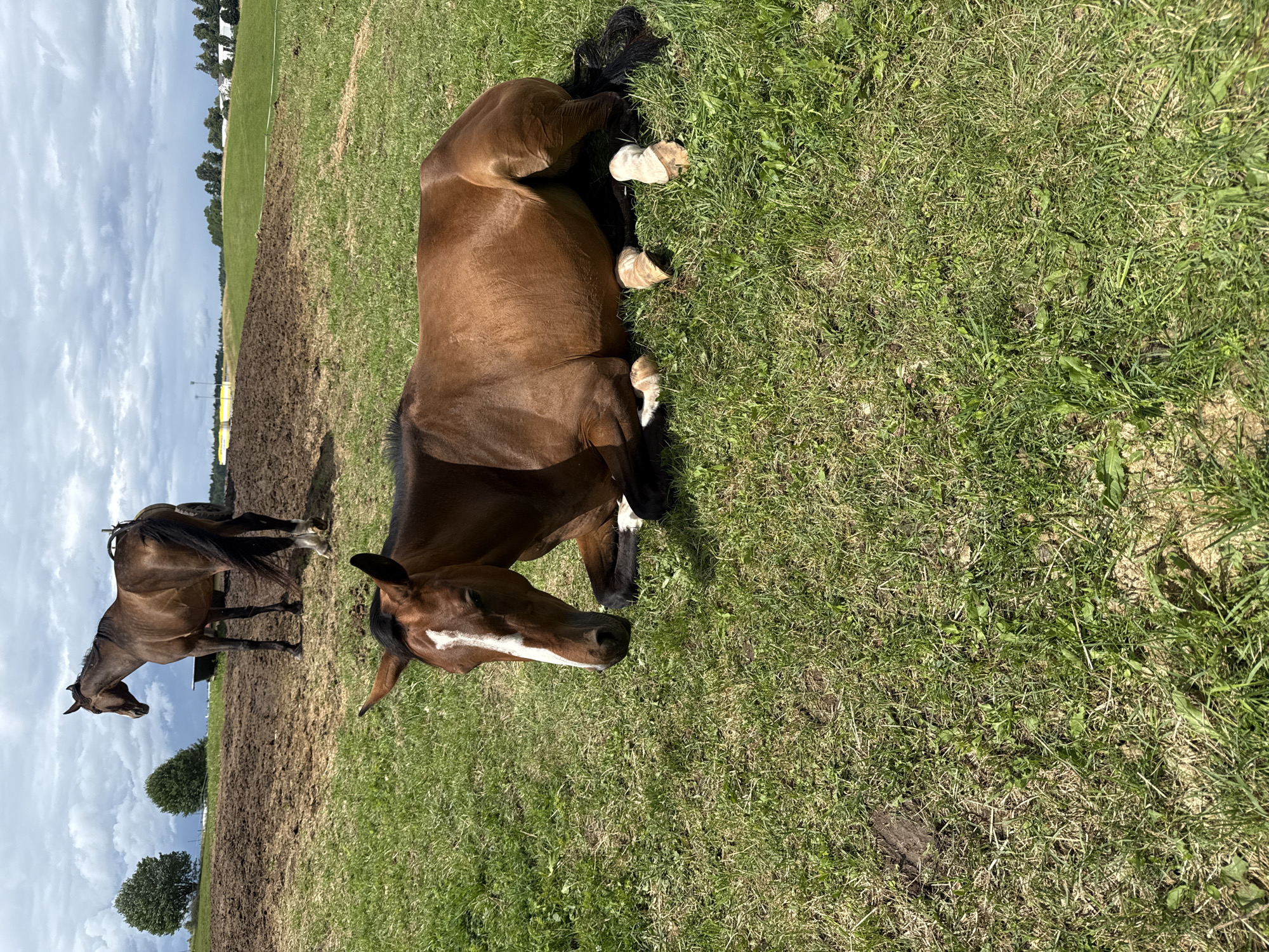 The image captures an outdoor scene with two horses in a grassy field. In the foreground, a brown horse is lying down on its side, resting on the green grass. The horse has a white blaze on its face and white markings on its lower legs. Its tail is dark and spreads out on the ground. In the background, another brown horse stands upright, facing away from the camera. This horse is positioned on a patch of muddy earth. The environment appears to be a rural area, with rolling green hills and a cloudy sky overhead. In the distance, trees and some structures are visible. The scene is consistent with a farm or a rural equestrian facility. The location of Galinė, Lithuania, is suggested to be the context for this image, implying the photo was taken in that vicinity.