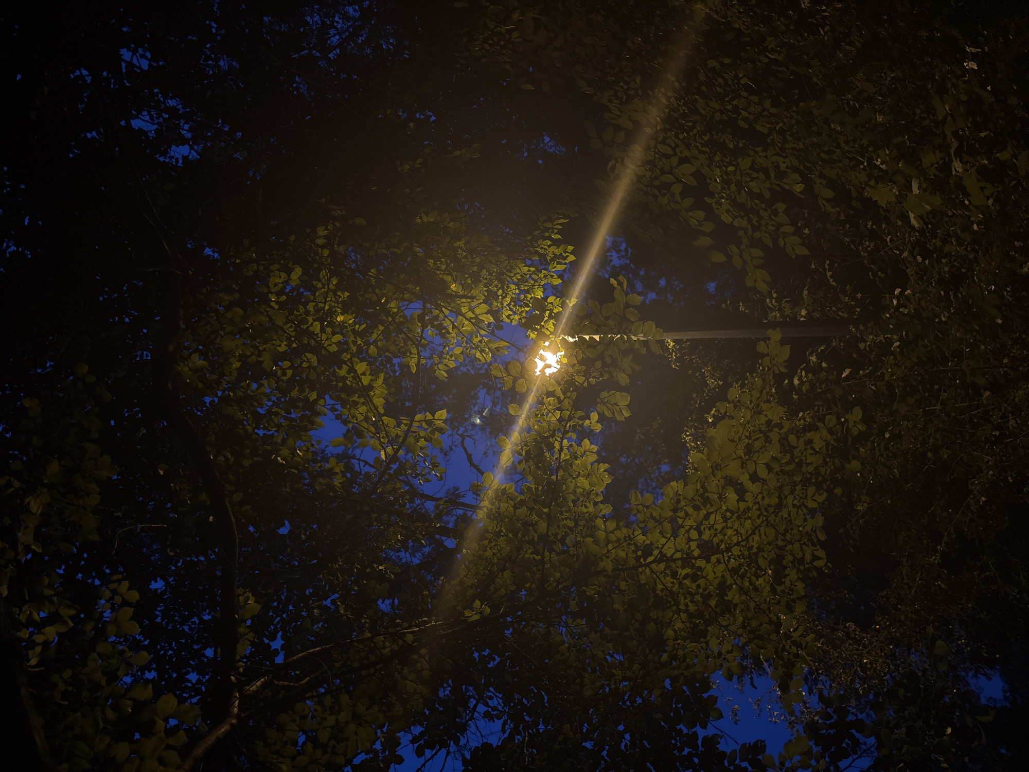 The image captures a low-angle view looking upwards through the canopy of a tree at night, with a streetlamp illuminating the scene from the left. The dark blue sky is visible through gaps in the dense foliage, which is predominantly green but takes on a yellowish hue where the light from the streetlamp hits it. The streetlamp itself is a bright, white light source on a pole, with a visible beam of light radiating outwards, creating lens flare effects. The surrounding environment suggests a park or a tree-lined street in Prague, Czechia, given the context. No people or animals are visible in the frame. The overall atmosphere is one of a quiet, illuminated night in an urban green space.