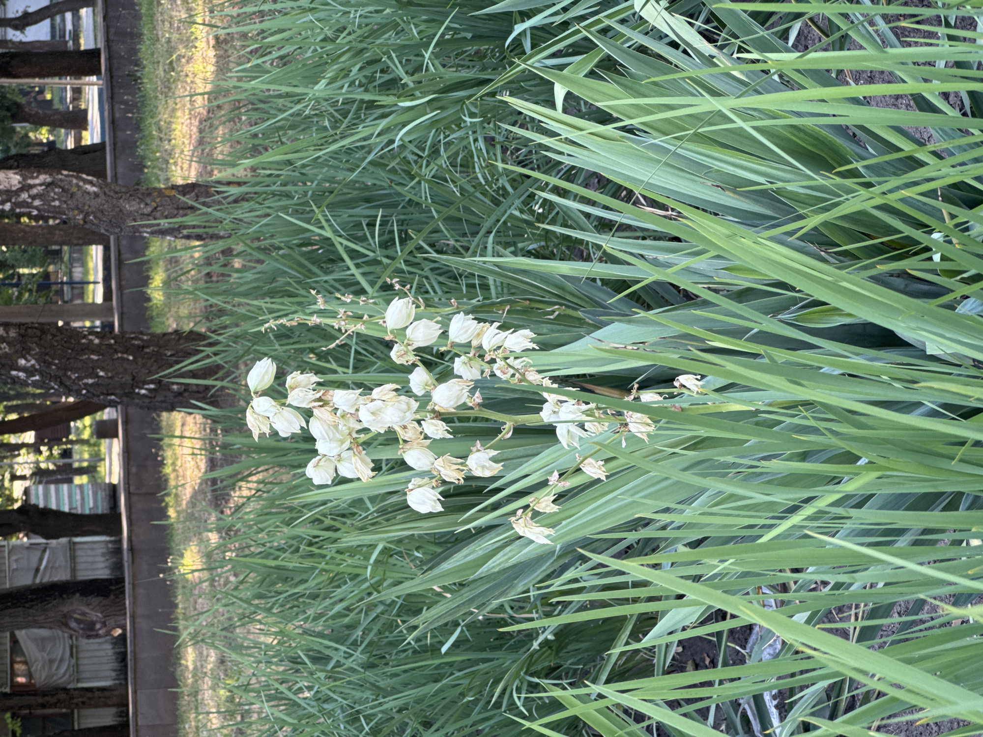 This vertical, close-up shot captures a cluster of delicate white yucca flowers amidst a dense expanse of sword-like green leaves. The flowers, tinged with a hint of brown at their edges, appear to be in various stages of bloom and wilting, suggesting a late blooming season. The background is dominated by the lush foliage, creating a natural and somewhat wild aesthetic.
To the left of the frame, the scene transitions to a more urban or suburban setting. The trunks of two trees, one with rough, dark bark and the other with a lighter, patterned bark, are visible. Beyond the trees, hints of structures can be seen, including what appears to be a fence with vertical slats and a building with a corrugated metal exterior. A path or road runs between the greenery and these structures. The lighting suggests it is daytime, with sunlight casting shadows and highlighting the textures of the bark and leaves. The overall impression is one of a garden or park area bordering a residential or utilitarian zone. There is no visible text in the image.