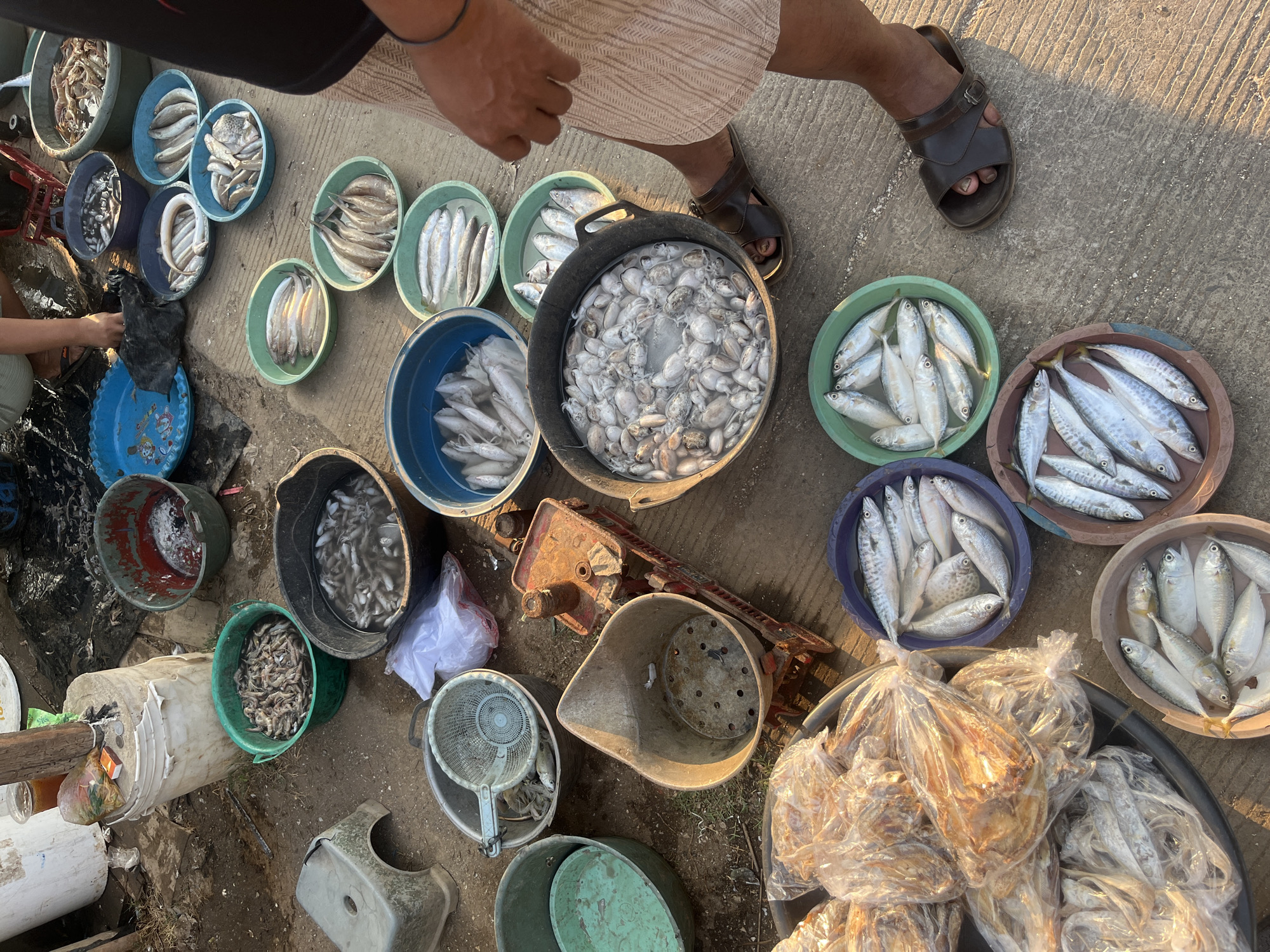 This is a forensic, matter-of-fact description of a scene at a fish market in Kedungmalang, Indonesia.
The image depicts a ground-level view of a marketplace stall. The ground surface is concrete, with some dirt and debris scattered around. Several buckets and basins of various sizes and colors are arranged on the ground, containing a variety of fresh and dried seafood.
In the foreground, to the left, are several large plastic bags filled with what appears to be dried fish. To their right, a circular brown basin holds approximately 15-20 fresh fish, mostly silver in color with some darker markings. Another circular basin, this one green, contains about 10-12 similar fresh fish. Adjacent to these, a blue basin is filled with a large quantity of small, light-colored squid. Another dark gray basin, wider and deeper, contains a dense cluster of small, pale squid or cuttlefish.
Moving towards the center and back, there is a red, old-fashioned mechanical scale with a large metal bowl. To the left of the scale, a grey plastic stool with a hole in the seat is visible. Behind the stool, a green bucket overflows with small shrimp. A white bucket and a large green bucket are also present, with various items inside or around them, including some plastic bags and what appears to be a small bottle of liquid.
Further back and to the right, several more basins hold fish. A blue plastic tray with a cartoon design contains some fish. A larger green bucket contains a significant amount of shrimp. There are also several shallow, round basins filled with different types of fish, some appearing more slender and silver, others fatter with darker stripes.
A person's legs and feet are visible on the right side of the image, wearing dark sandals. The person's right leg is positioned near the dark gray basin of squid. The person is wearing a beige, patterned skirt or sarong. A dark-colored shirt is partially visible.
The lighting suggests it is daytime, with strong sunlight casting shadows, particularly on the ground and some of the objects. The overall impression is a busy, functional fish market environment.