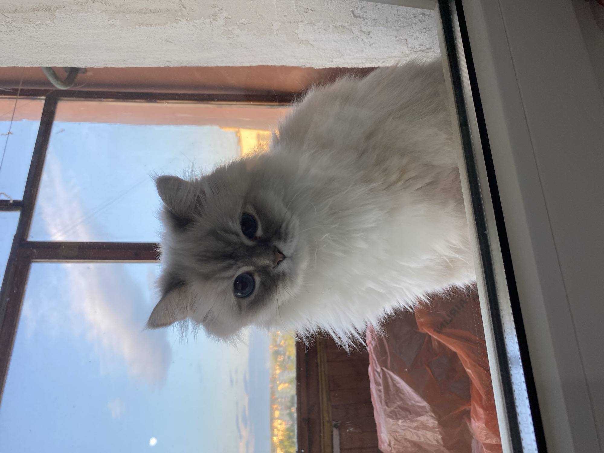 A fluffy, cream-colored cat with blue eyes sits on a windowsill, looking out at a cityscape. The cat's face is partially obscured by its long fur. The window frame is brown and weathered, and the glass is slightly smudged. Outside the window, a hazy cityscape is visible under a pale blue sky with scattered clouds. A large orange tarp is draped over an object on the windowsill to the left of the cat. A white textured wall is visible to the right of the window.