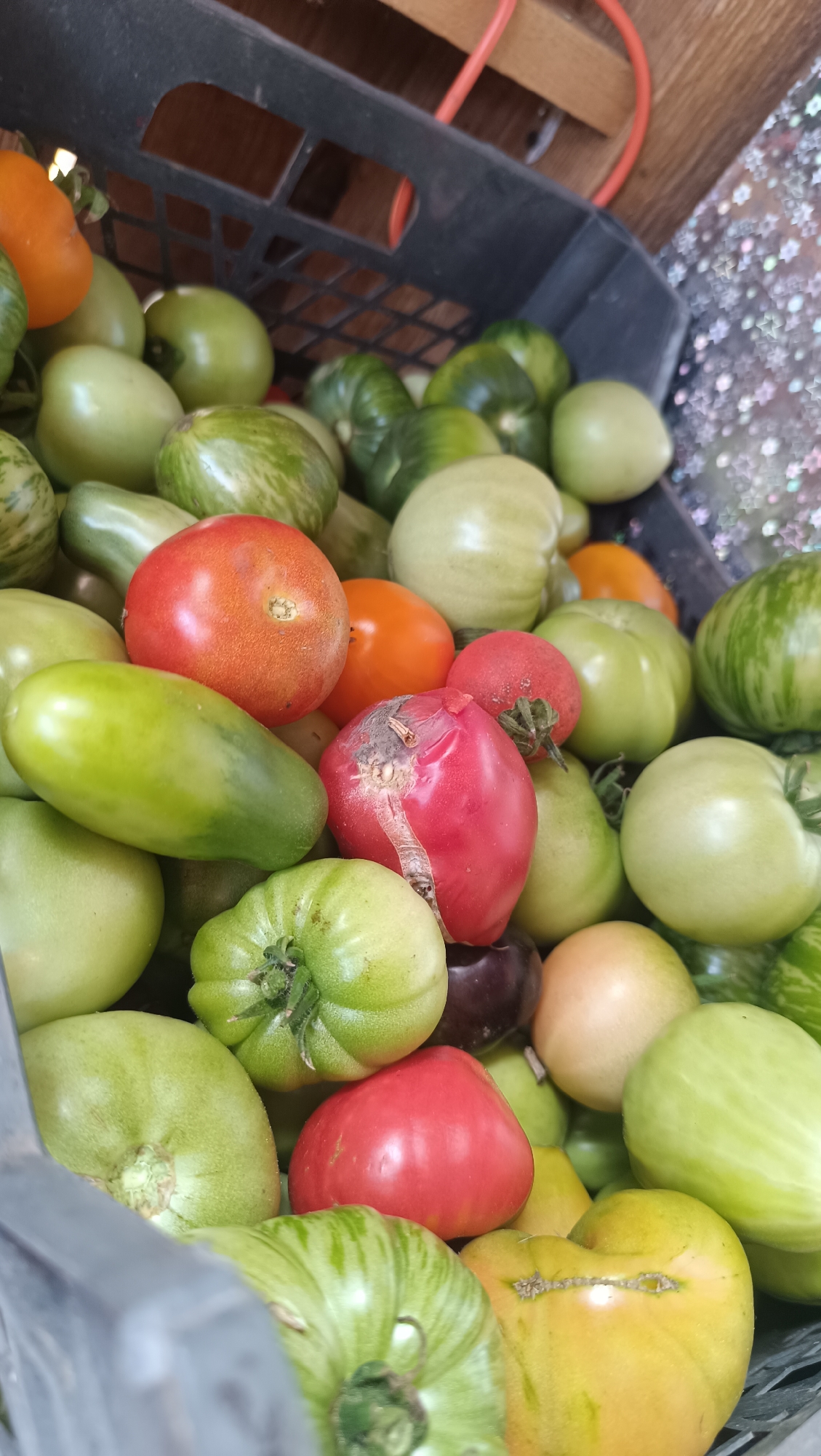 A black plastic crate is overflowing with a variety of fresh tomatoes. The tomatoes are in different stages of ripeness, ranging from deep green to bright red, with some exhibiting striped patterns. A few are oblong in shape, while others are round. Some of the tomatoes show signs of bruising or damage. The crate itself is positioned in an outdoor setting, with a wooden surface and a textured, possibly reflective, background visible behind it. The overall impression is one of a harvested collection of produce. There are no people present in the image, nor any discernible activity. The scene is forensic in its depiction of the objects, with no artistic interpretation or emotional context. The location of Karsha, Russia is not discernable from the visual information provided in the image.