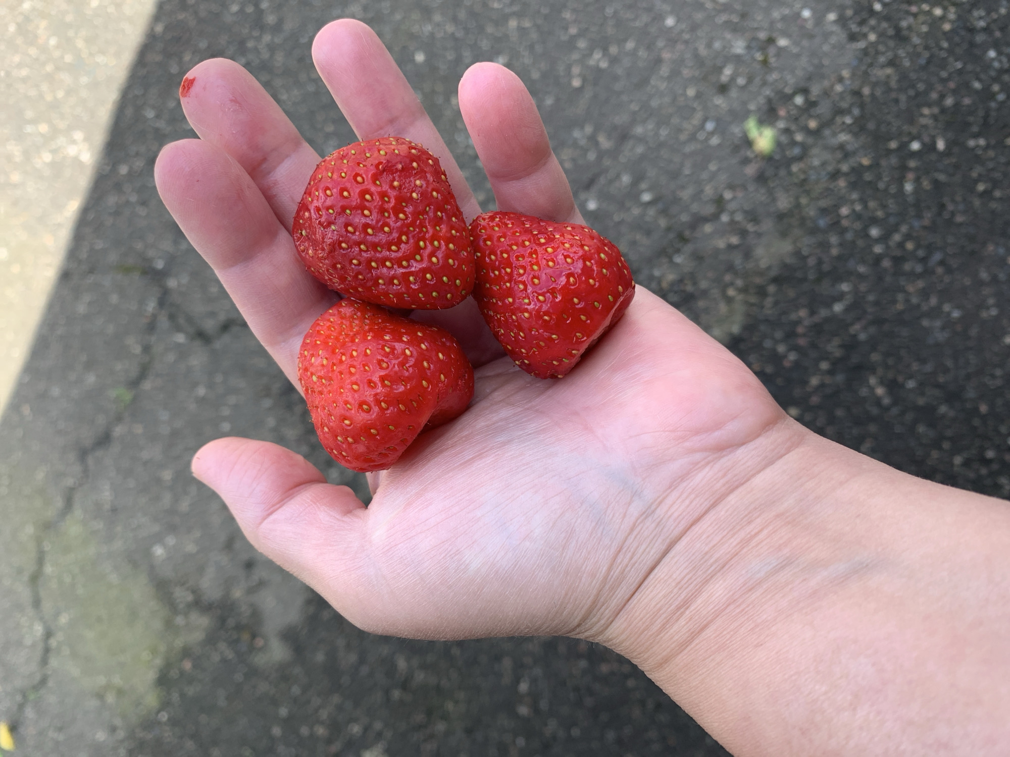 A close-up shot shows a fair-skinned human hand holding three red strawberries. The strawberries are irregular in shape and have small yellow seeds. The hand appears to be an adult's, displaying fine wrinkles and faint blue veins. On the tip of the index finger, there is a small red mark. The background is blurred, revealing an asphalt-like surface. The location is Unknown, Unknown.