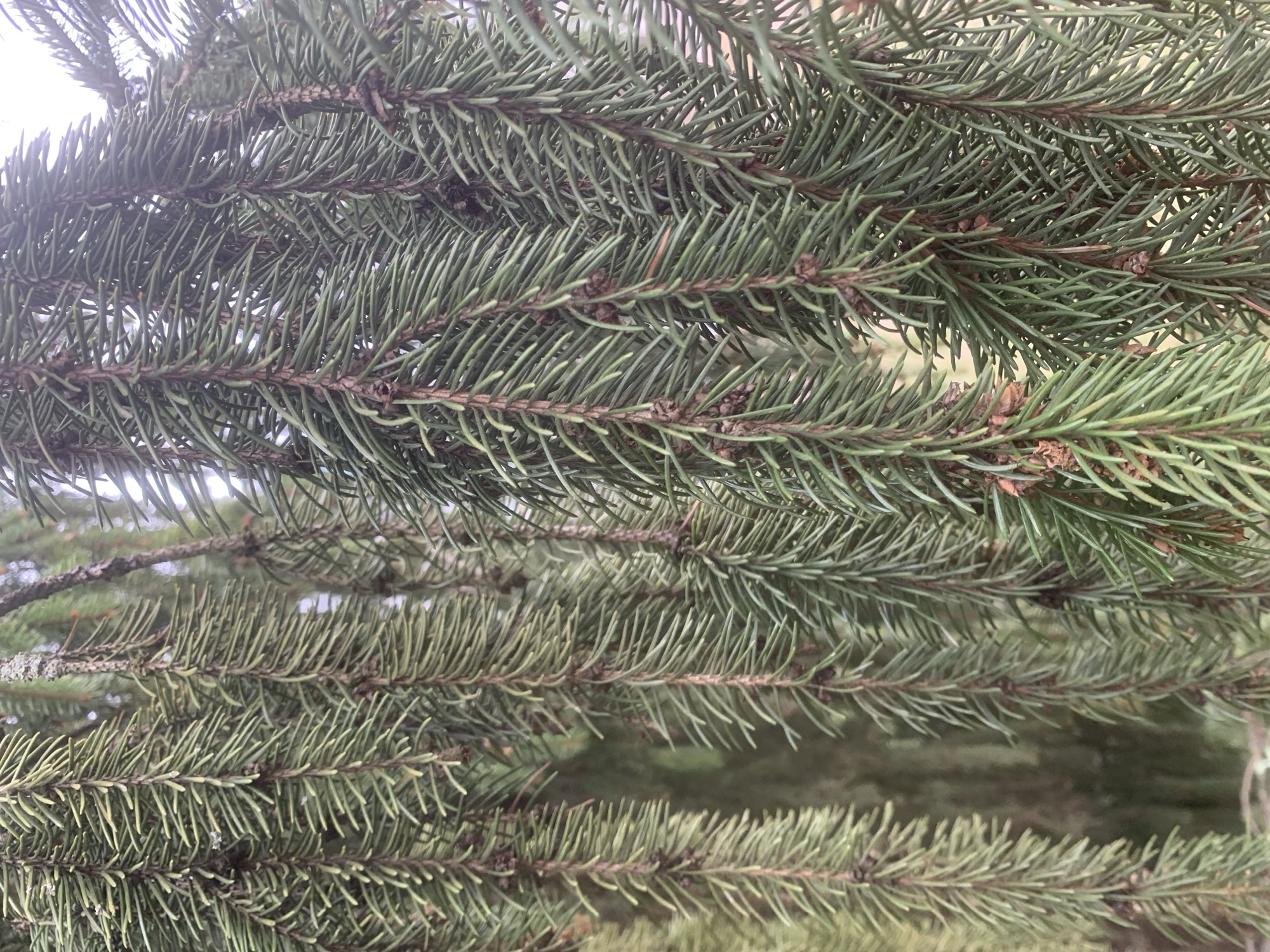 The image shows a close-up view of several layers of evergreen boughs with needles. The boughs are arranged horizontally in the frame. The needles are green and dense. There is no evidence of this image being taken in Moscow, Russia. There are no people, objects, or actions depicted in the image. The background is blurred.