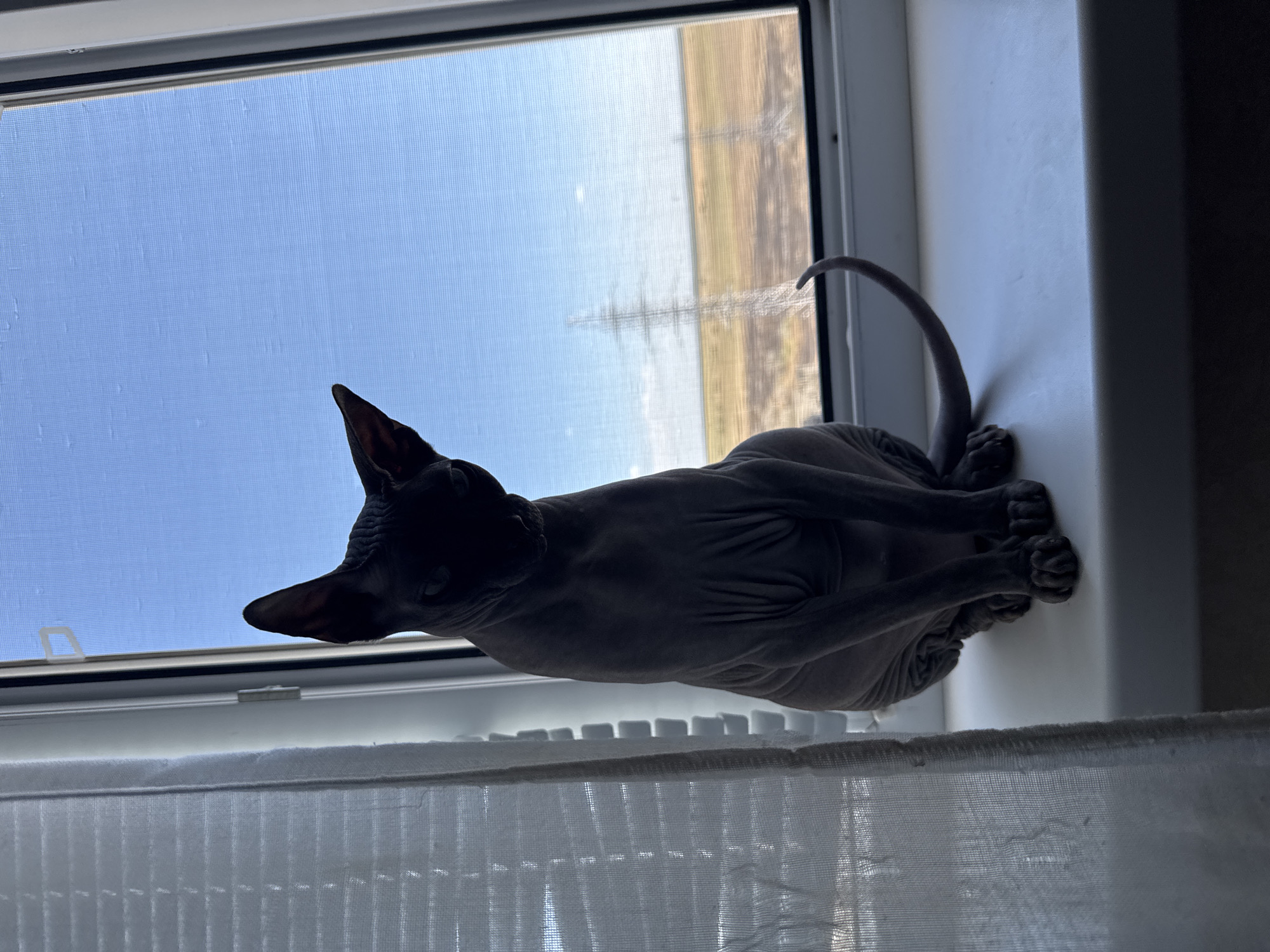 A dark-skinned Sphynx cat is sitting on a white windowsill, facing away from the camera and looking out a window. The cat's dark fur is wrinkled, and its large ears are pointed forward. Through the window, a vast expanse of flat, dry land is visible, dotted with occasional sparse vegetation and crisscrossed by power lines. The sky above is a clear, bright blue with a few wispy clouds. To the left of the cat, a sheer white curtain hangs, partially obscuring the view of blinds behind it. The overall scene suggests a domestic setting with a view of a rural or semi-rural landscape. There is no discernible information in the image that would place the scene specifically in Tiraspol, Moldova.