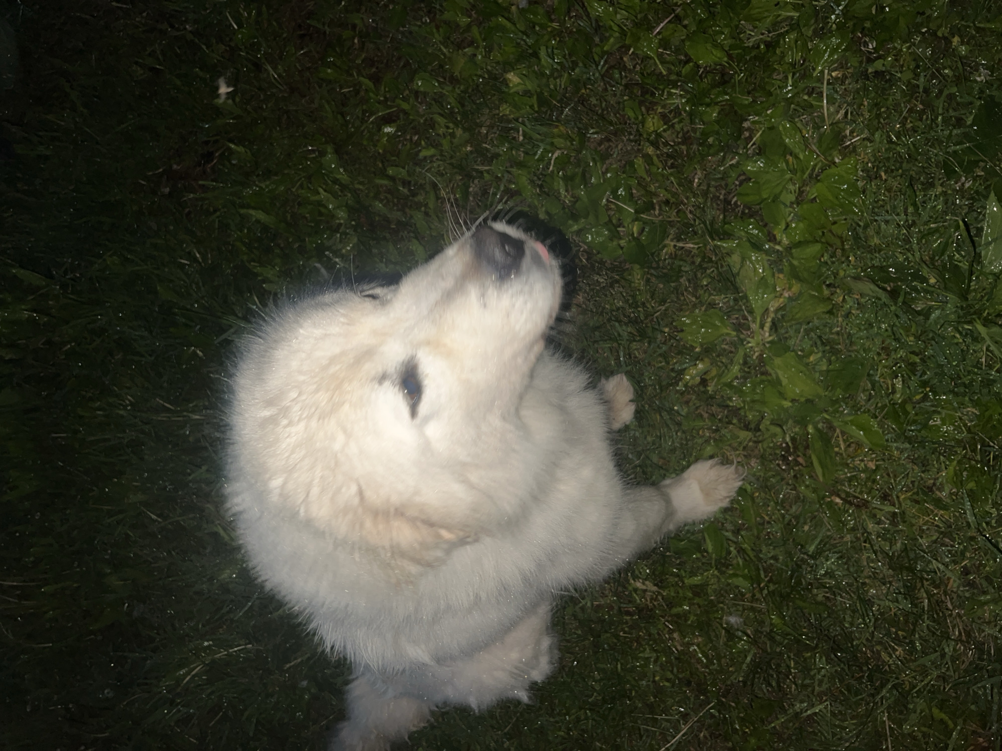 An outdoor scene in Chaikovsky, Russia, depicts a single white, fluffy dog positioned in a low stance on a grassy surface. The canine, appearing to be a puppy or young adult of a large breed, has predominantly white fur with subtle cream or tan coloration around its ears and muzzle. Its black nose is visible, with a small pink tip of the tongue protruding slightly. The dog's dark eyes are directed towards the right side of the frame, and its head is slightly tilted. The ground is covered with green grass interspersed with some broader-leafed plants, all visibly damp with numerous water droplets, suggesting recent rain or dew. The scene is dimly lit, indicative of nighttime or extremely low light conditions, with a direct light source illuminating the dog, accentuating its fur against the darker, indistinct background. No other subjects, objects, or specific interactions are discernible.
