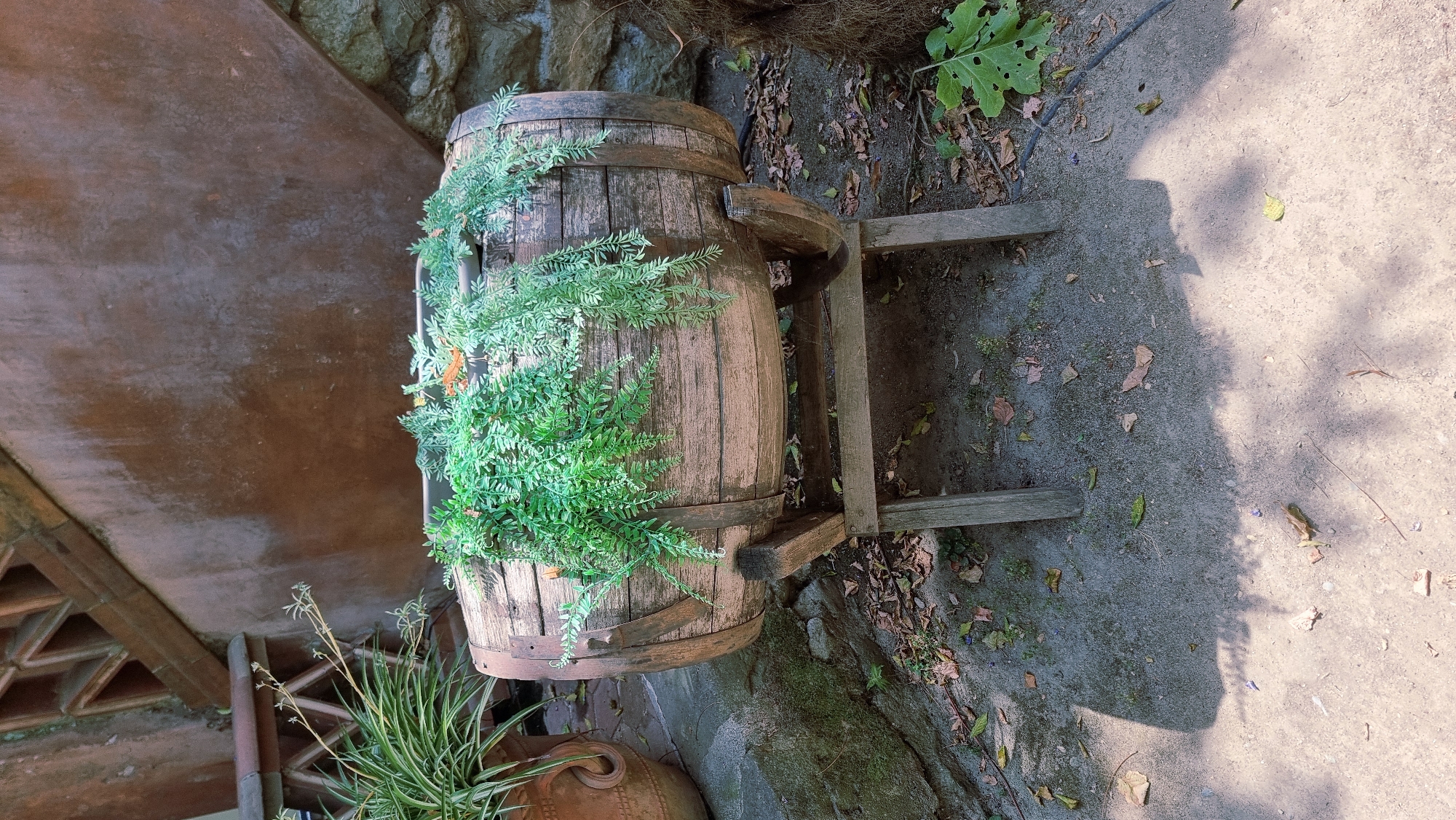 An outdoor scene in Besalú, Spain features a wooden barrel planter on a stand, filled with lush green ferns. The barrel is supported by a simple wooden frame, and the ground around it is covered with dirt, fallen leaves, and pebbles. In the background, a textured brown wall with an intricate lattice pattern is visible, along with a large, rough-hewn stone wall. To the left of the planter, a large terracotta pot with a striped green plant sits on the ground. The lighting suggests it is daytime, with dappled shadows from unseen foliage falling on the ground.