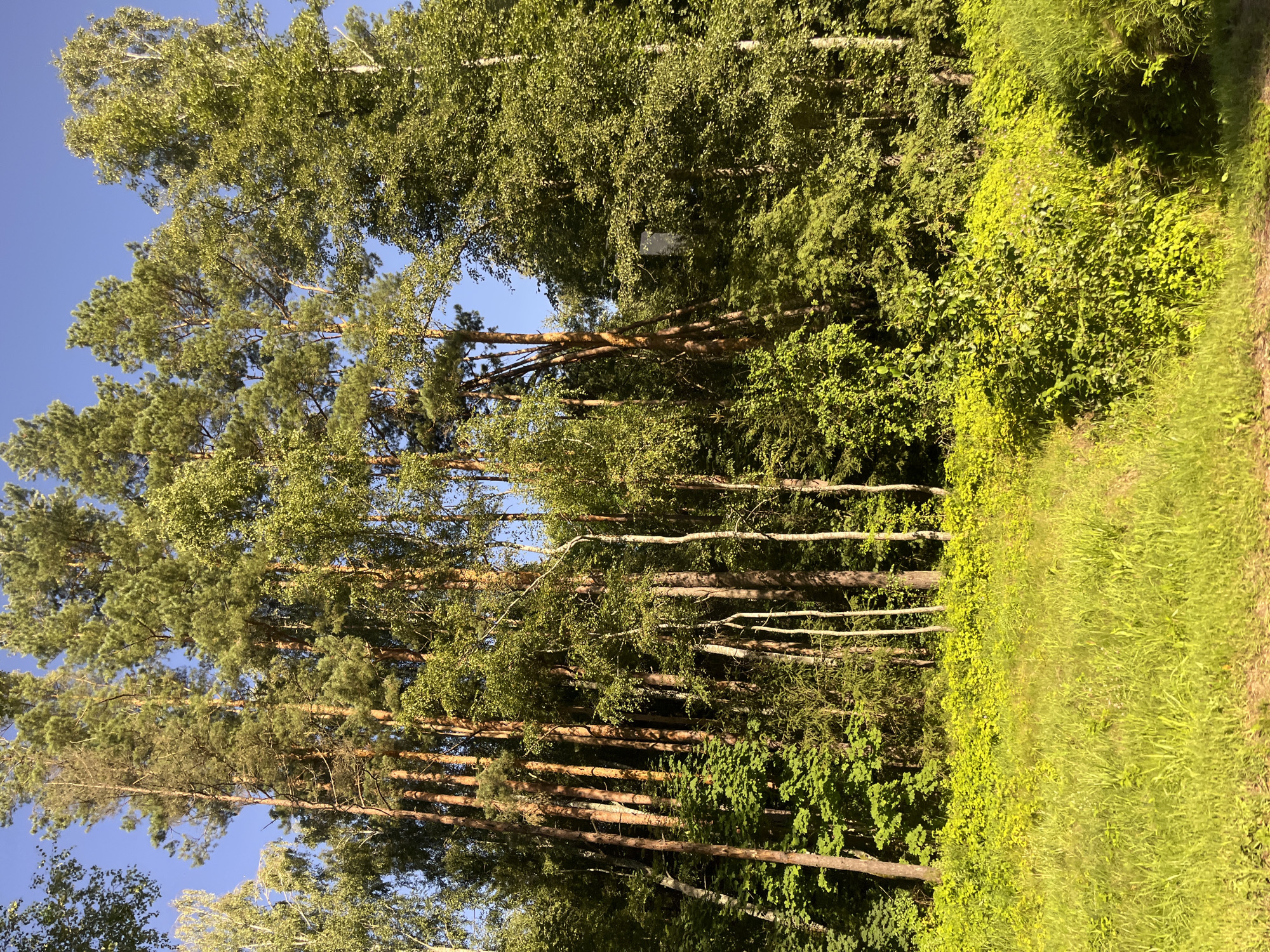 The image depicts a dense forest with tall pine and birch trees under a clear blue sky. The foreground features a vibrant green meadow with lush grass and low-lying plants. Sunlight filters through the trees, casting shadows and highlighting the foliage. The scene is a natural landscape, likely a forest edge bordering a meadow. The specific location in the Мядзельскі сельскі Савет, Belarus, is consistent with the natural environment shown. There are no people, animals, or man-made structures visible in the image, apart from what appears to be a dark rectangular object partially obscured by foliage in the middle ground, which is too indistinct to identify with certainty.