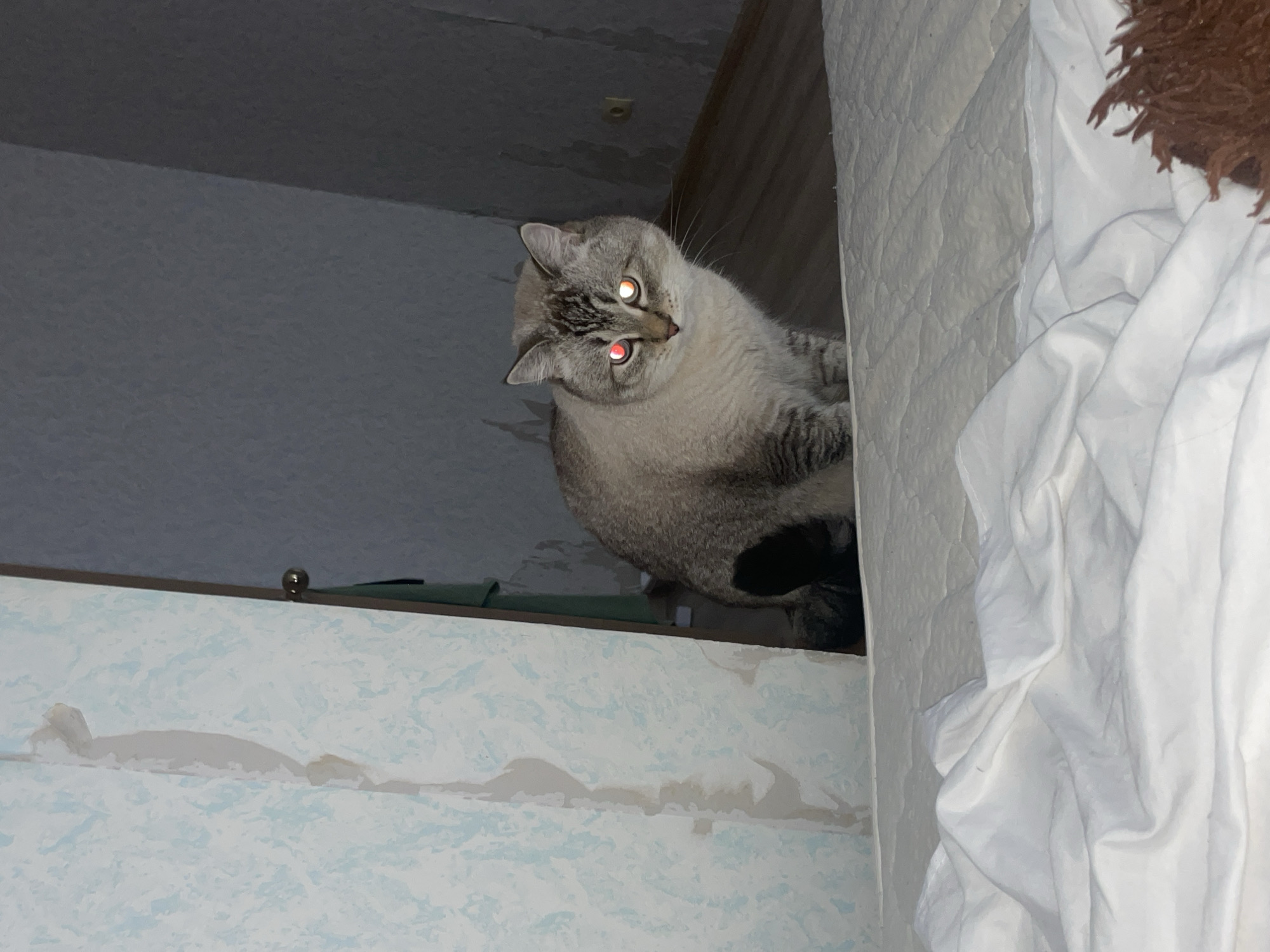 A light-colored cat with striking red eyes sits on a white mattress covered with wrinkled white sheets. The cat's fur is a mix of grey and cream, with darker tabby markings on its legs and face. It is positioned in the foreground, looking directly at the viewer. Behind the cat, a light blue patterned wallpaper is peeling away from the wall on the left side of the frame. To the right of the wallpaper, a dark doorway or opening reveals a dimly lit room with grey walls and a wooden floor. The overall lighting suggests a low-light environment, possibly nighttime, with the cat's eyes reflecting the light source. The scene appears to be indoors, in what could be a bedroom. There is no indication of the location being in Votkinsk, Russia.