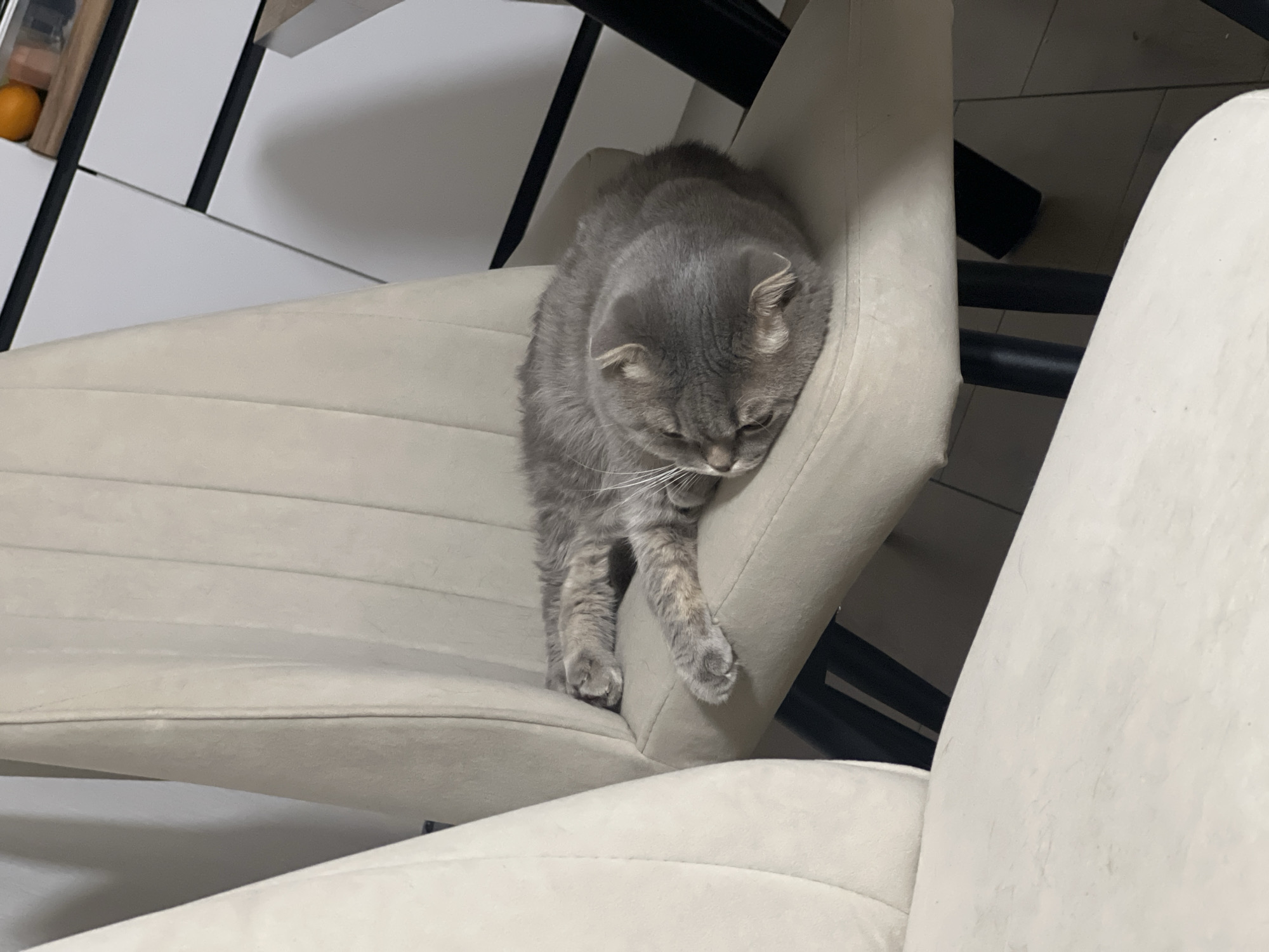 A gray cat is lying on a beige chair. The chair is likely indoors. There is nothing in the image to suggest the location of Votkinsk, Russia.