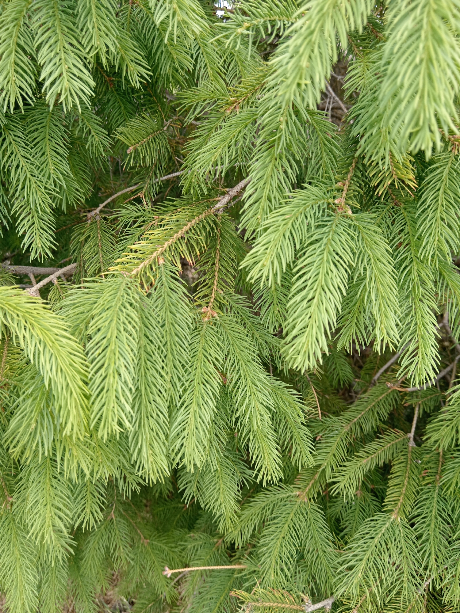 The image shows a close-up view of spruce tree branches. The needles are a vibrant green, and the branches are densely packed. The location is not discernible, and there are no people or other objects visible in the image.