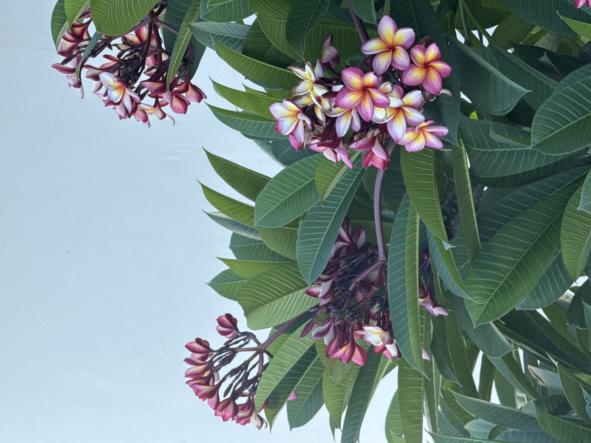 The image shows clusters of plumeria flowers against a pale blue sky, seemingly taken in Baan Chaweng Noi, Thailand. The flowers are in various stages of bloom, with some showing yellow, pink, and white petals, while others are predominantly pink. Broad, green leaves surround the flowers, obscuring some of the sky. The composition is from a low angle, looking up at the flowers and foliage.
