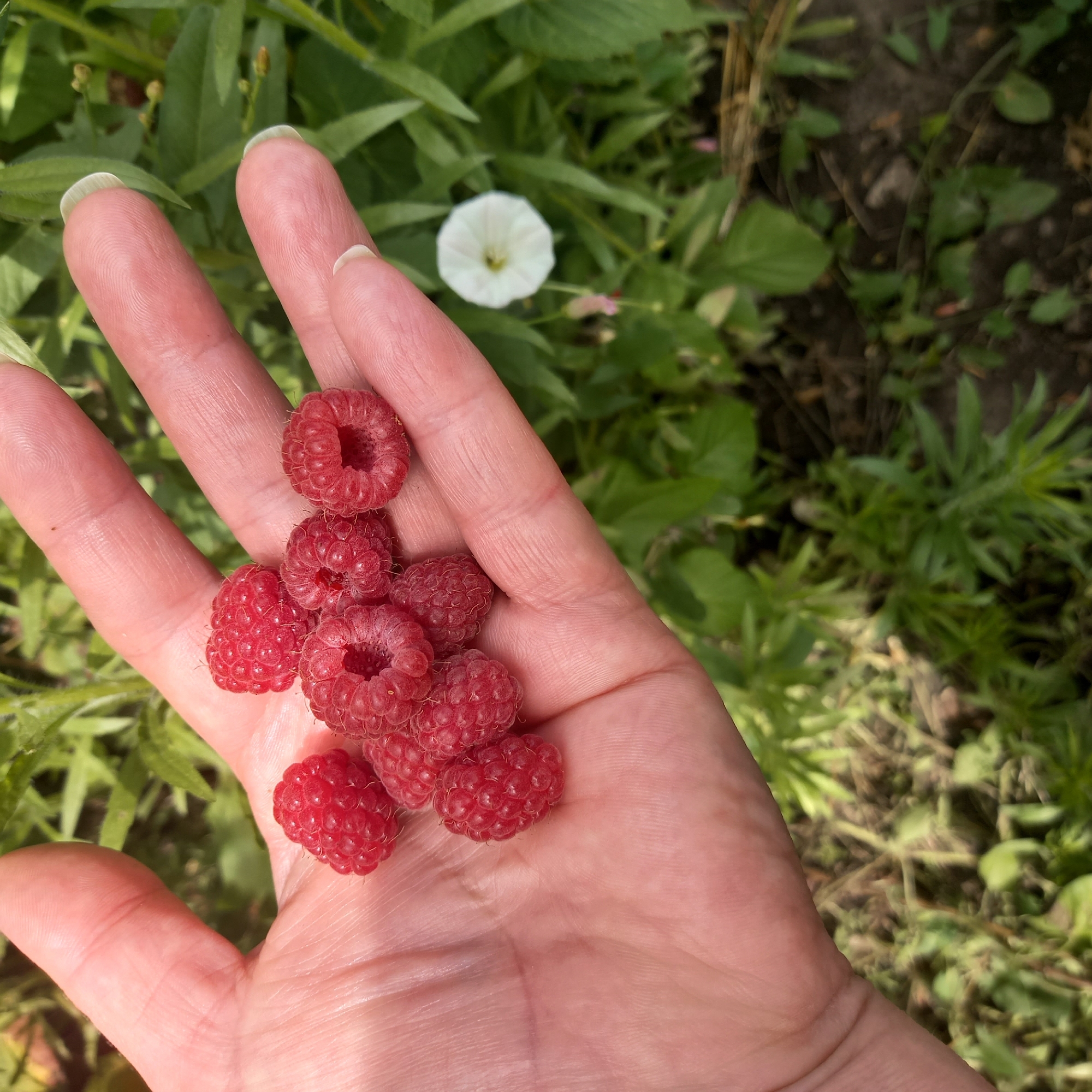 A close-up shot shows a person's left hand holding a cluster of freshly picked raspberries in the open palm and against the fingers. The raspberries are bright red and appear ripe, with visible drupelets. The hand has fair skin with visible veins and fingernails painted a light color. In the background, lush green foliage is out of focus, with a small white flower visible to the right of the hand. The scene is likely outdoors in a garden setting. The exact location within Cepeleuți, Moldova, cannot be determined from the visual information alone.