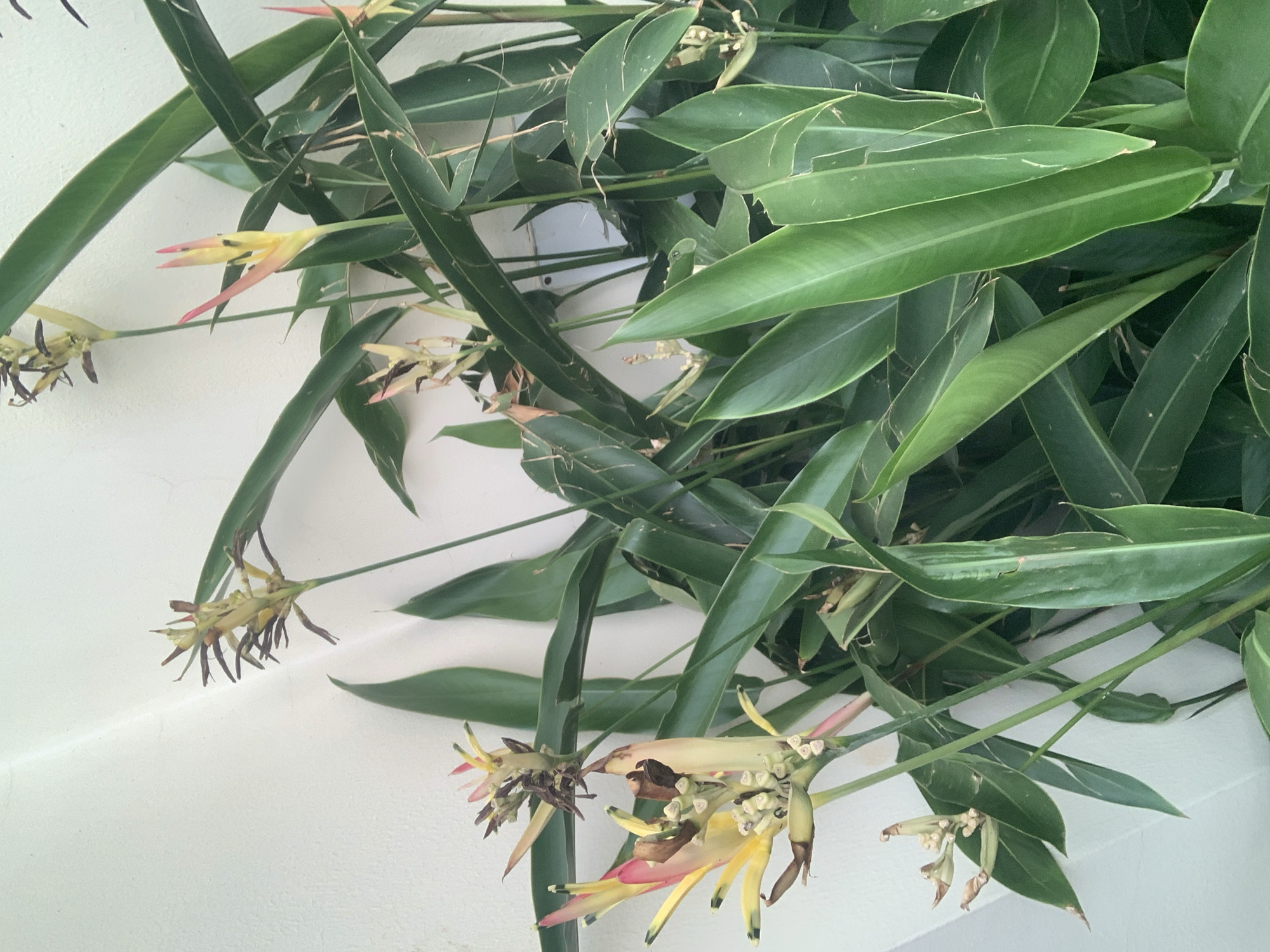 A close-up, vertical, outdoor shot focuses on a lush green Heliconia plant with multiple flower bracts displaying shades of yellow, pink, and brown. The plant is positioned against a textured, off-white wall, likely a building exterior. The lighting suggests it's daytime, with some shadows indicating a bright environment. The image appears to have been taken in an urban setting within Abuja, Nigeria, likely a residential or public garden area. No people are present in the frame.