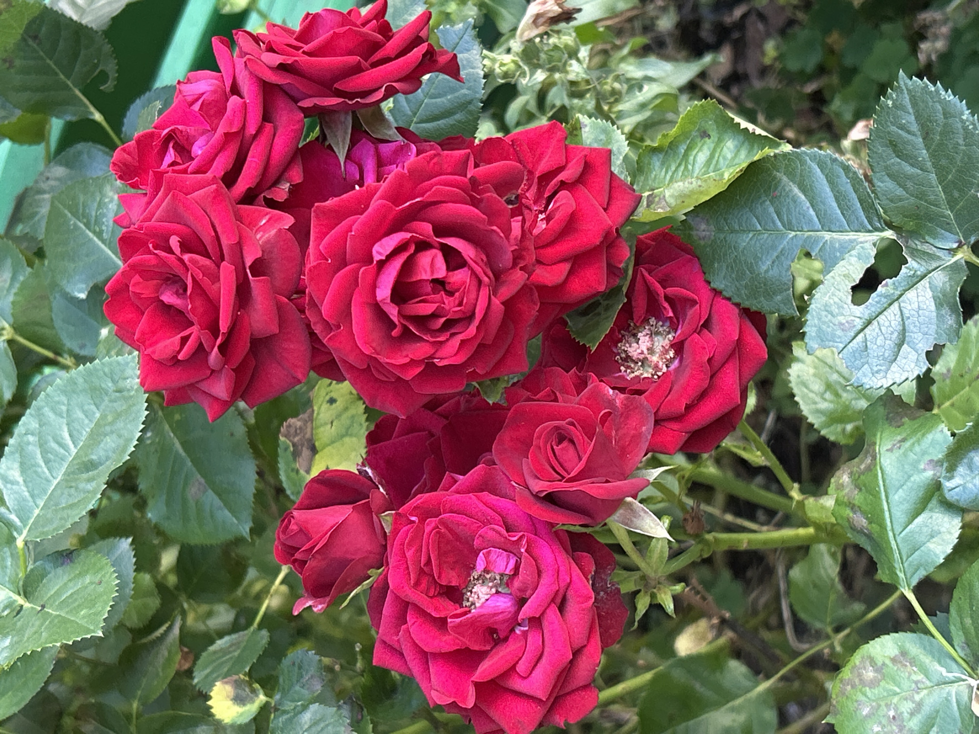 A close-up, high-angle shot captures a cluster of vibrant red roses in full bloom, their velvety petals unfurling amidst lush green foliage. The roses, predominantly centered in the frame, display a rich, deep crimson hue. Some of the blooms are fully open, revealing their intricate inner structure, while others remain partially closed, hinting at their delicate beauty. The surrounding leaves are a healthy, deep green, some showing signs of minor imperfections like browned edges or small holes. In the background, a blurred green structure, possibly a fence or bench, provides a subtle contrast to the natural elements. The lighting suggests an outdoor setting, likely during daylight hours, casting soft shadows that enhance the textures of the petals and leaves. No people or animals are visible in the scene. The overall impression is one of natural beauty and the quiet elegance of a garden, potentially located in a park or residential area within Sofia, Bulgaria.