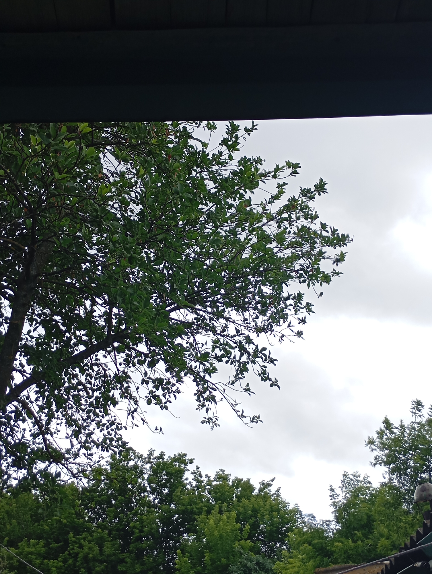 The image shows a view from under a dark overhang, looking up at a large tree with dense green foliage against a cloudy sky. Below the main tree, more green trees form a dense canopy. The scene appears to be outdoors, possibly in a backyard or park, with a hint of roofing structure visible in the foreground. There are no people or animals explicitly visible in the image. The location is identified as Krasnoarmeysk, Russia.