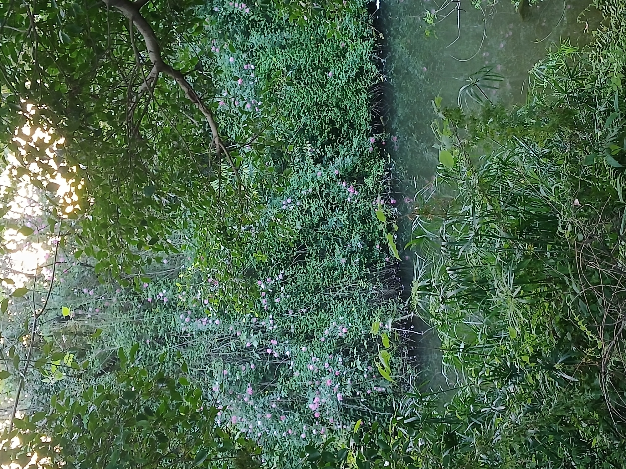 The image depicts a lush, green environment in Chongqing High-tech Zone, China. A narrow body of water, likely a stream or canal, runs vertically through the frame. The banks of the waterway are overgrown with dense vegetation, including flowering shrubs with small pink blossoms. Trees overhang the scene, with branches and leaves partially obscuring the sky in the upper left. The lighting suggests either early morning or late afternoon, with a soft glow filtering through the foliage. No people or animals are visible. The overall impression is of a natural area within an urban setting.