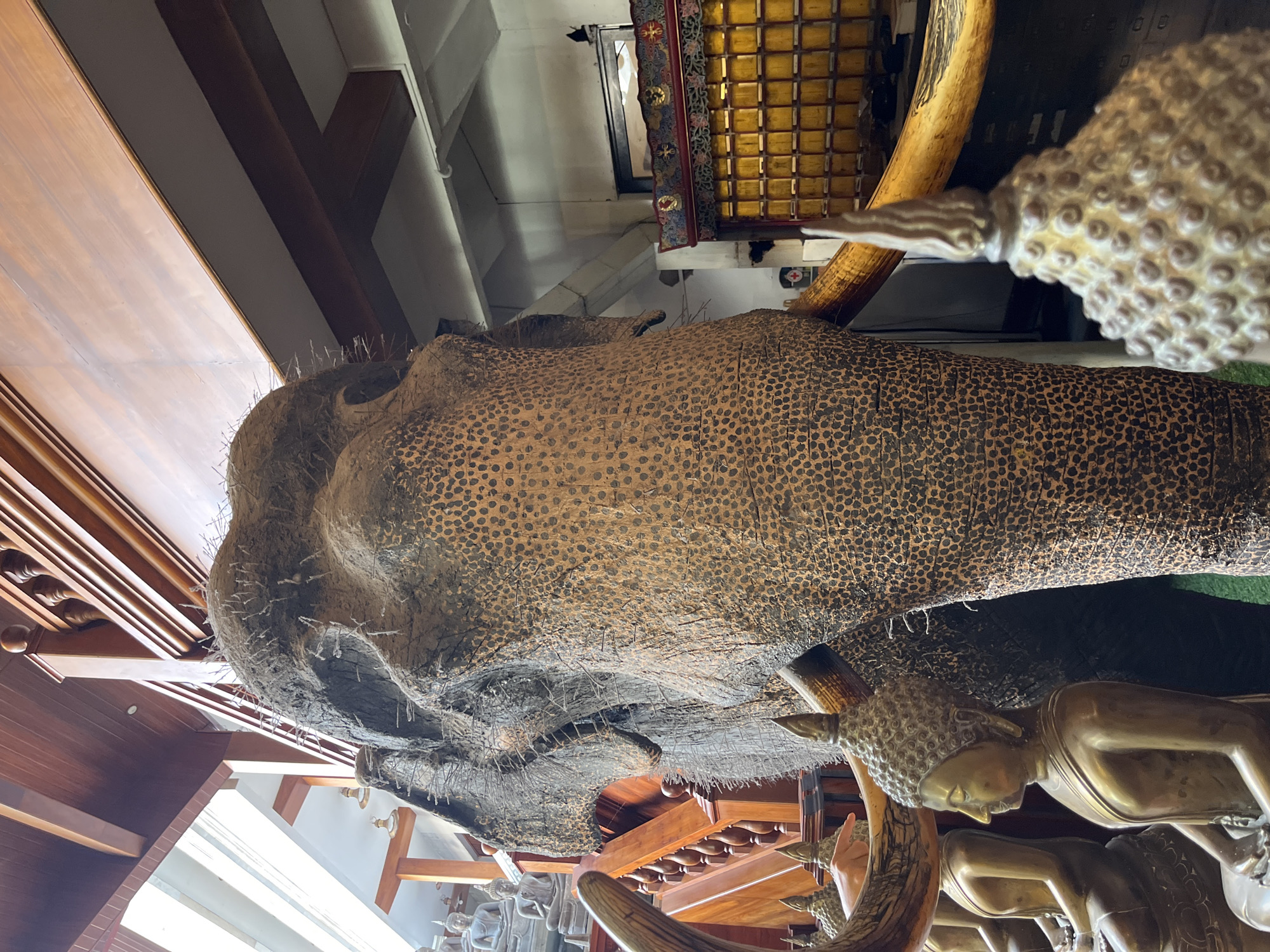 The image captures a close-up view of a large, detailed elephant statue, likely made of a textured material, with visible tusks and a rough skin surface. The elephant's head dominates the foreground. To the left of the elephant, a wooden staircase with ornate railings is visible. A row of brass statues of Buddha in meditation poses are lined up on the stairs. In the background, a richly decorated altar or cabinet with numerous small, yellow compartments is present. The setting appears to be indoors, possibly a temple or a shop in Colombo, Sri Lanka, given the presence of Buddhist iconography and what appears to be traditional Sri Lankan architecture with wooden beams and decorative elements. The lighting suggests an interior space with natural light filtering in from the upper left.