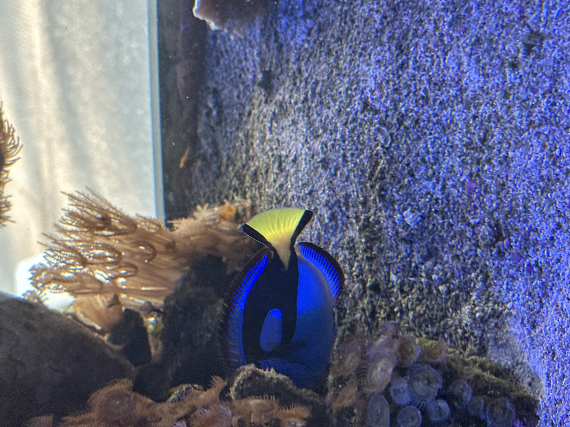 The image shows a blue tang fish swimming in an aquarium. The fish has a vibrant blue body with black accents and a distinctive yellow dorsal fin. It's positioned amidst a coral reef environment. The background consists of tank walls and sand. There is no evidence to suggest the location of the image is in Puebla, Mexico.