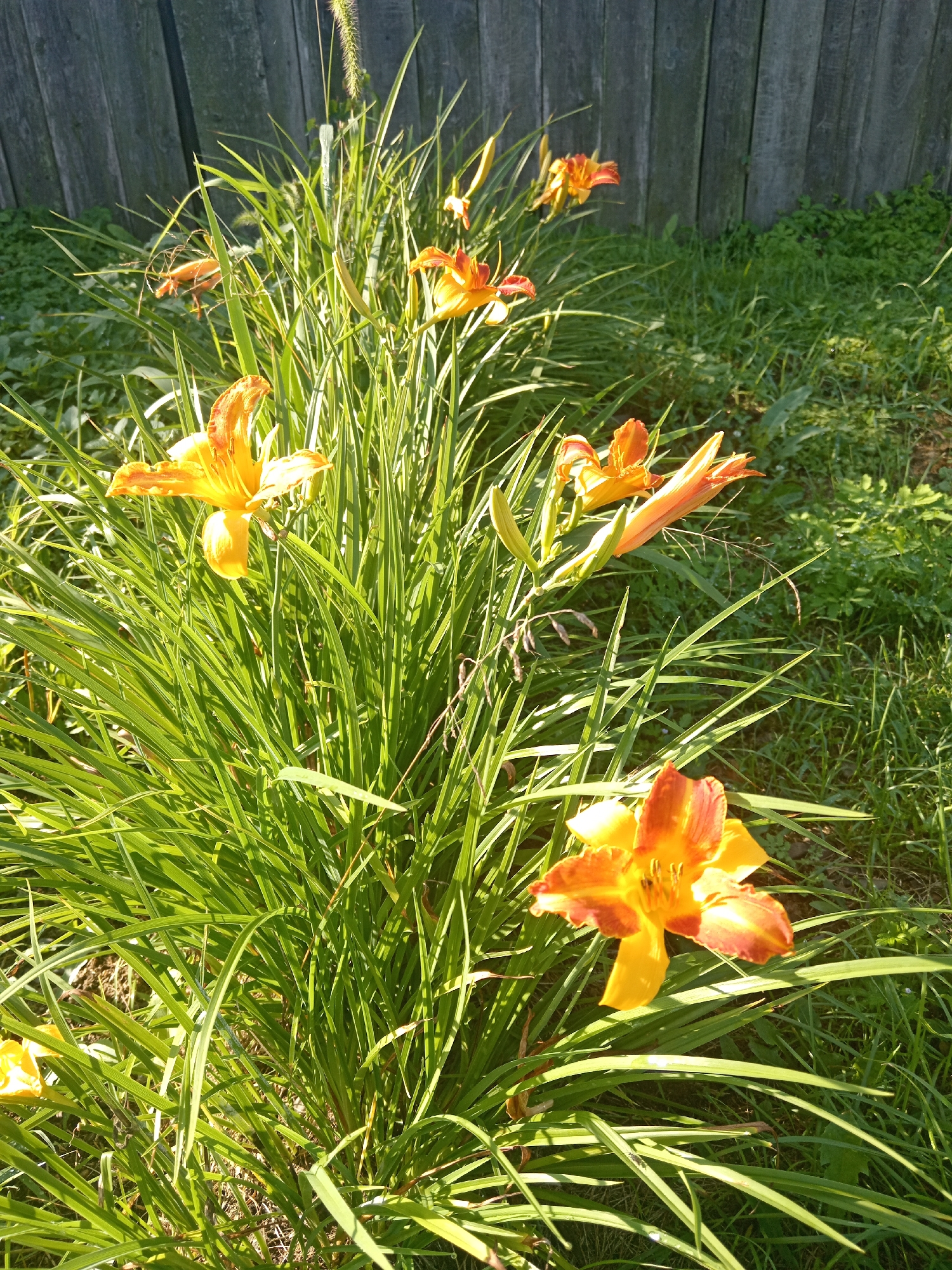 In Novopokrovka, Russia, a sunlit outdoor scene features a cluster of vibrant orange and yellow daylilies in full bloom, their petals unfurling amongst lush green grass. The flowers are situated in front of a weathered, grey wooden fence that stretches horizontally across the background. The sunlight casts long shadows, highlighting the textures of the grass and flowers, and glinting off dew drops on some of the leaves. The overall impression is one of a peaceful garden setting on a bright day.