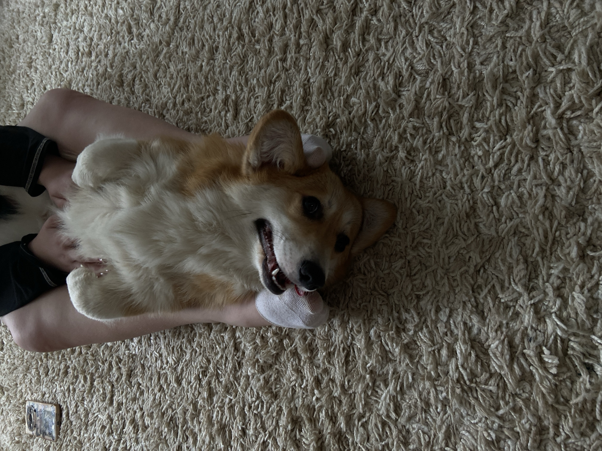 A corgi dog is lying on its back in a person's lap on a beige shag carpet. The dog has white paws, a white chest, and a reddish-brown head. It is looking up and its mouth is open. The person is wearing a black garment on their left leg and white socks on their feet. A phone is lying face down on the carpet near the person's left leg. The location is unknown, and there is no verifiable evidence to suggest the city of Chaikovsky, Russia.