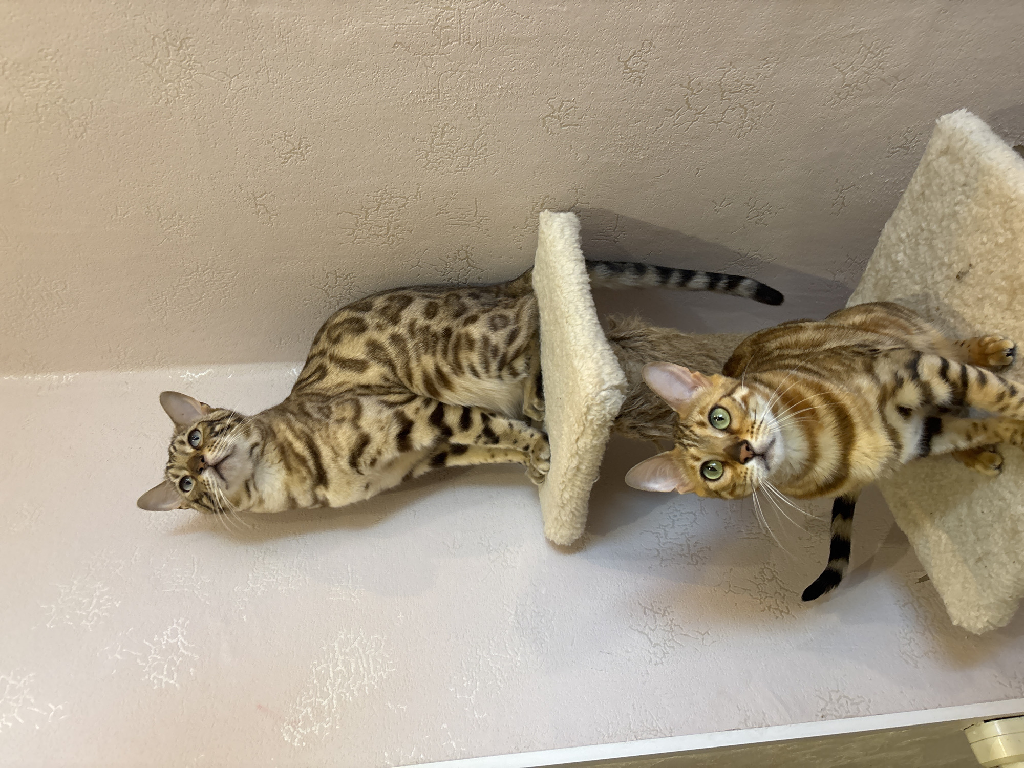 Two bengal cats are on a cat tree in front of a light beige textured wall. The cat on the left is light brown with darker brown spots, while the cat on the right is golden brown with dark brown stripes. The location of the city of Noviy, Russia cannot be verified from the image provided.