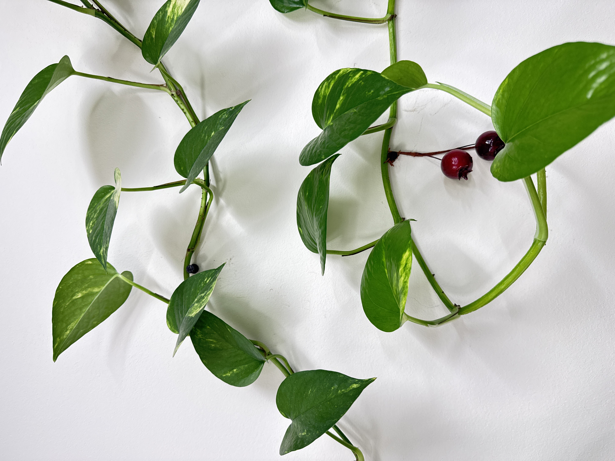 A close-up shot depicts a creeping vine with green and yellow variegated leaves against a white background. Two dark red berries are present on one of the vine segments. The background appears to be a flat, white wall. The location of the image is unknown.