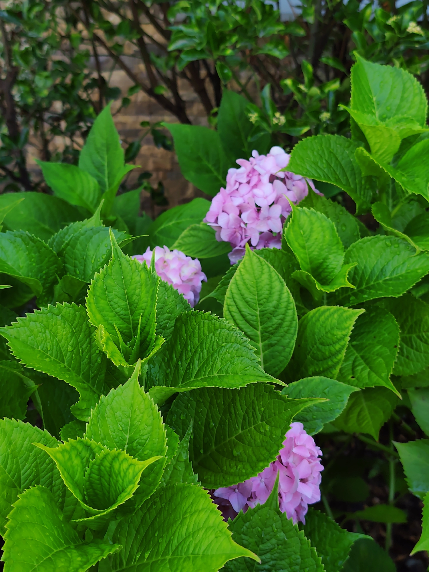 The image shows a close-up view of pink hydrangeas nestled among lush green leaves. The leaves are large and serrated, with a slightly textured surface. Some of the leaves appear to have water droplets on them, suggesting recent rain or dew. The flowers are clustered together, forming a soft, rounded bloom. In the background, out of focus, are brown brickwork and tree branches, indicative of an outdoor setting. The overall impression is one of natural beauty and tranquility. The image does not provide any information about the city of Sochi, Russia, nor does it depict any people or specific actions.