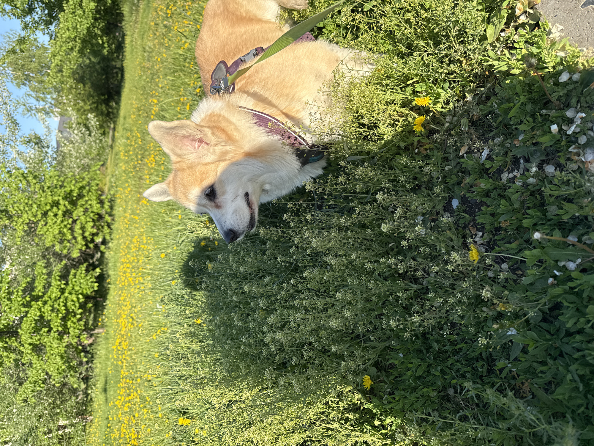 A light brown and white Corgi dog is resting in a sunny, grassy field. The dog is wearing a purple harness with a green leash attached and appears relaxed, with its eyes partially closed, nestled amidst tall green plants and small white flowers. Numerous yellow dandelions are scattered across the grass. In the background, lush green trees stand under a clear blue sky, indicating bright, daytime conditions with strong sunlight. The setting is an outdoor park or field, consistent with the location context of Krasnoyarsk, Russia, likely during spring or early summer. No visible text is present in the image.