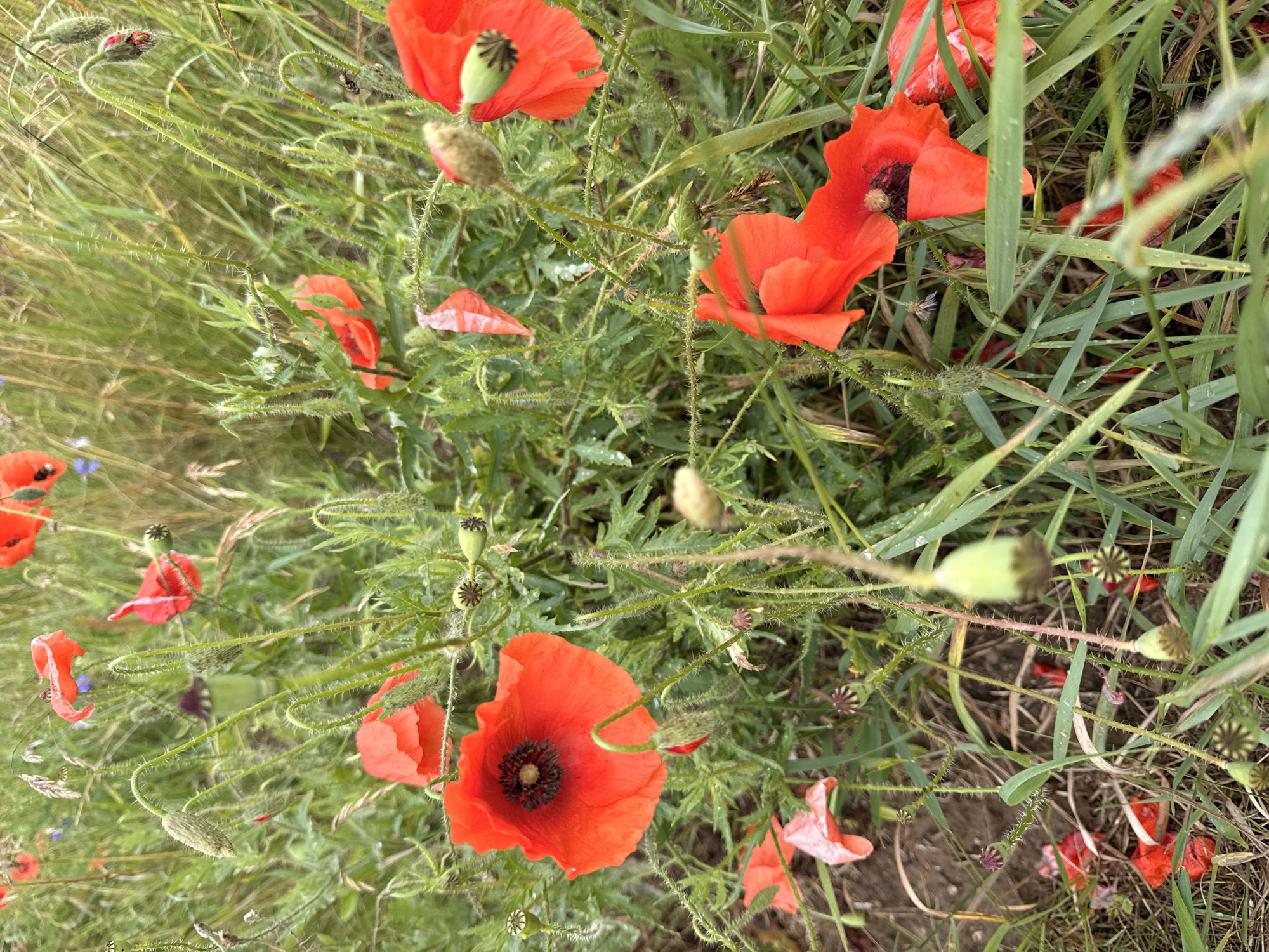 A close-up, slightly blurred, eye-level, outdoor photograph captures a field of red poppies interspersed with green grass and stalks. Several poppy flowers are in bloom, showcasing their vibrant red petals and dark centers. Some poppy buds, both open and closed, are visible, along with seed pods. The environment appears natural, with no man-made structures or human presence indicated. The lighting is overcast, creating a diffused illumination across the scene. The photograph is taken in Gudeliai, Lithuania.