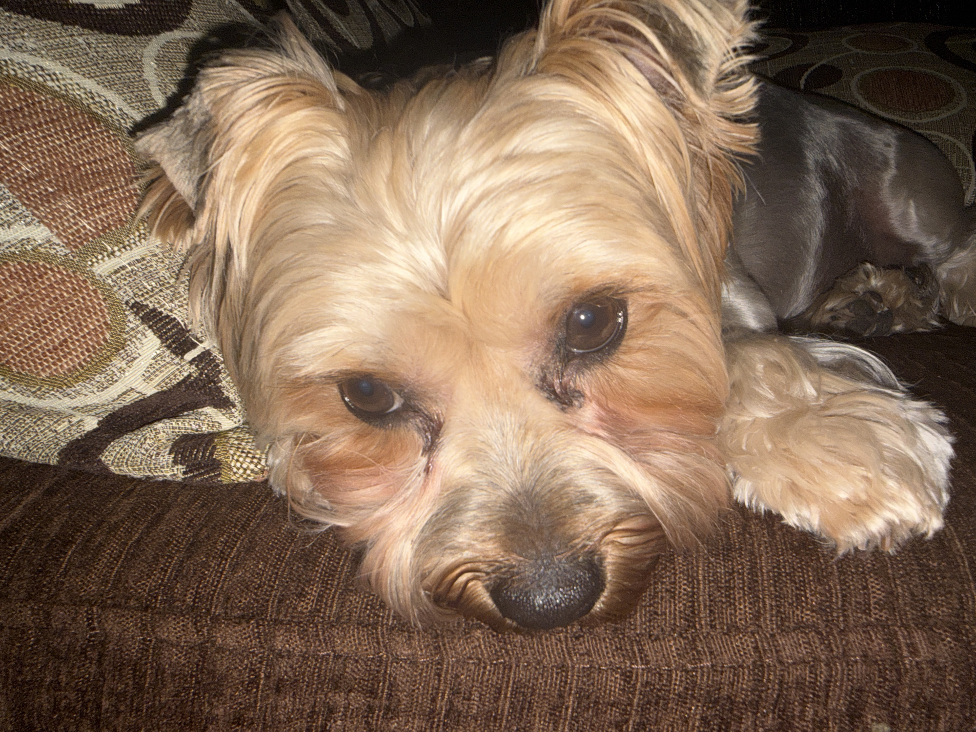 A close-up photograph shows a light-brown Yorkshire Terrier resting its head on a brown couch or sofa. A patterned cushion with brown and beige hues is positioned behind the dog's head. The dog has dark eyes and a black nose, and its coat appears groomed. The setting is indoors. No information is present to indicate the location in Asenovgrad, Bulgaria.
