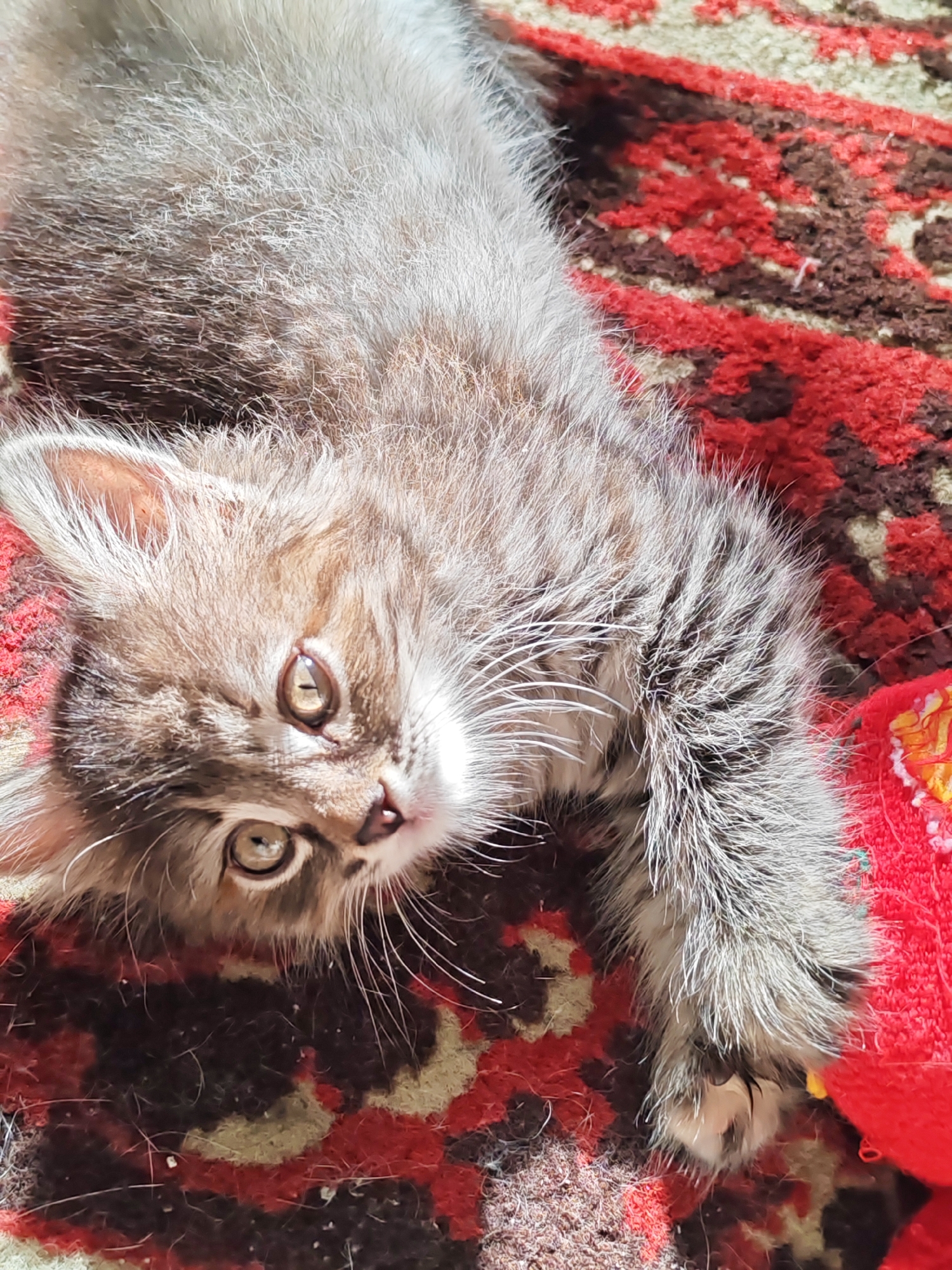 The image shows a close-up, overhead view of a fluffy grey tabby kitten lying on its back on a red, brown, and cream patterned rug. The kitten's eyes are open and focused slightly to the left, with bright pupils reflecting light. Its fur is long and appears soft. The kitten's paws are visible, with one extended towards the right side of the frame, resting on a red object. The background is the rug's intricate pattern. There is no indication of the city of Tolyatti, Russia, or any specific location within it.