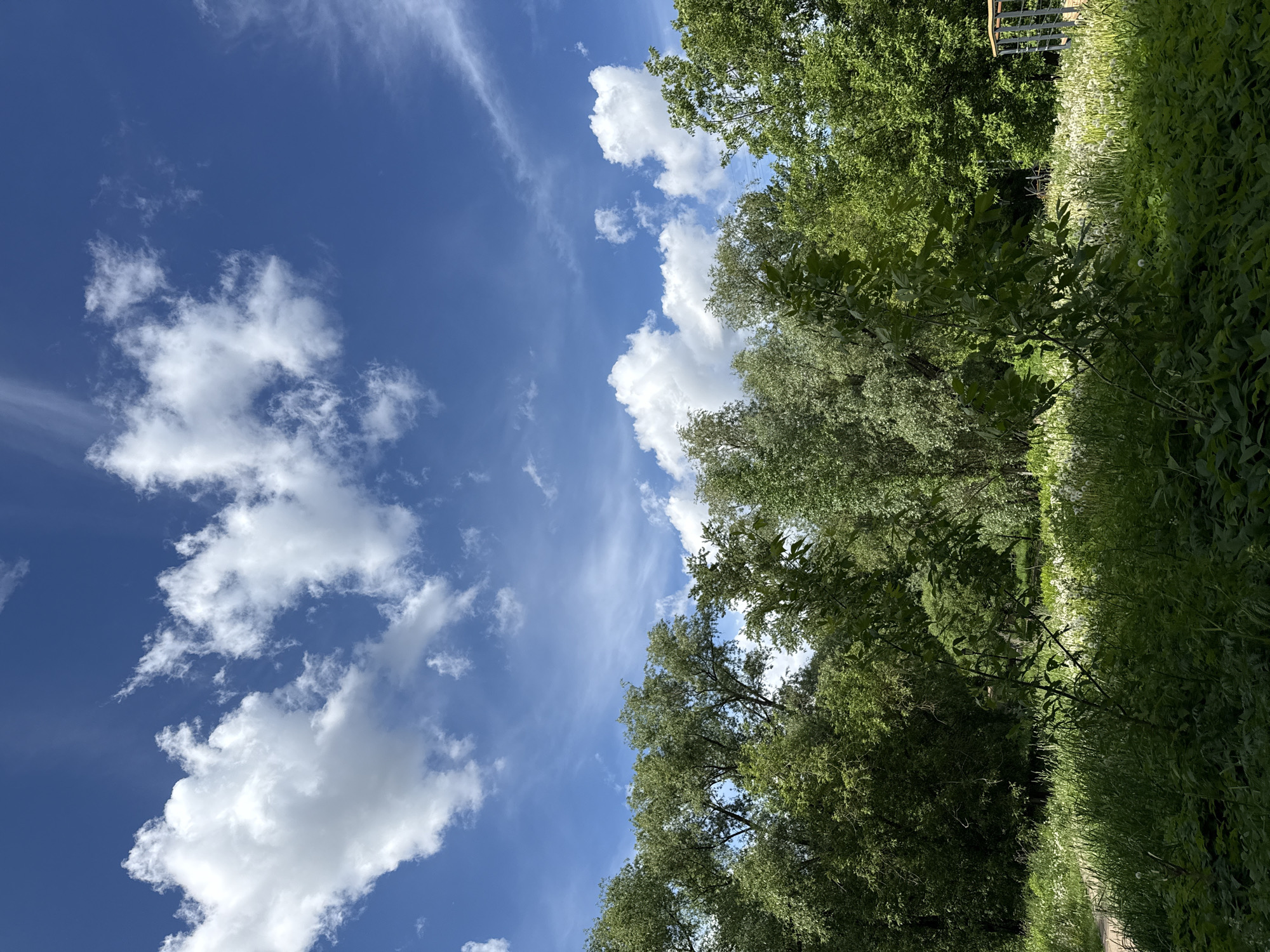 The image shows a view of a blue sky with white clouds, adjacent to a line of green trees and lush vegetation. The sky occupies a significant portion of the image. The trees form a dense canopy, suggesting a wooded area or park. The angle of the photograph suggests it was taken from below, looking upwards towards the sky. While the scene is characteristic of many parks and natural areas, without more specific details or landmarks, it's difficult to pinpoint a precise location in Moscow, Russia.