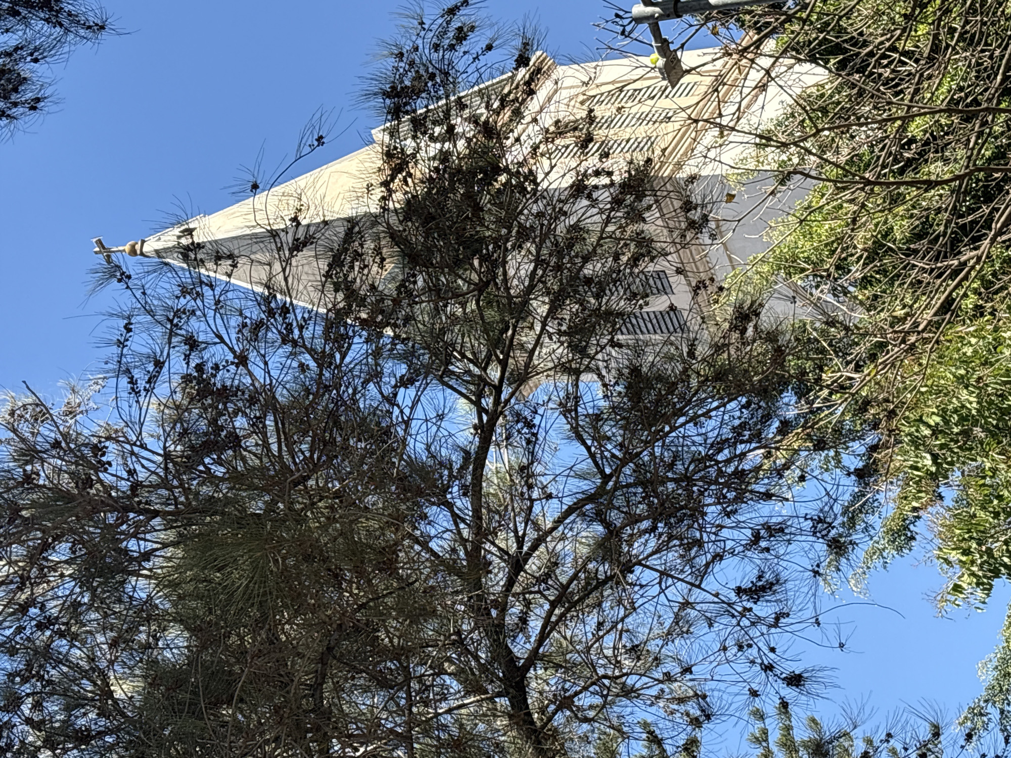 A church steeple is visible through the branches of a tree against a clear blue sky. The steeple is white and tapers to a point, topped with a golden cross. The tree has sparse branches with small, dark cones. In the foreground, more dense green foliage is visible. The image appears to be taken in São Paulo, Brazil.
