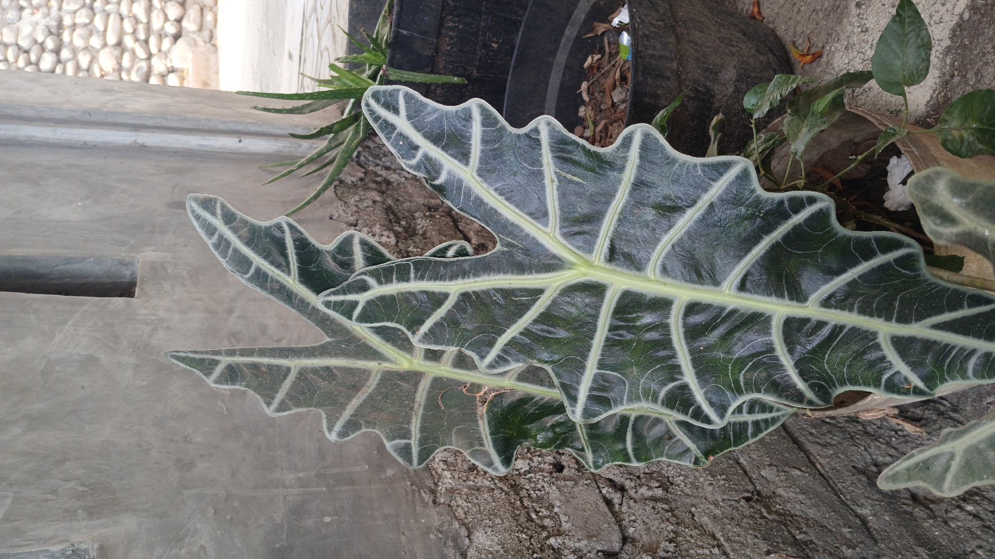 The image shows a close-up of a dark green plant with prominent light green veins on its large, textured leaves. The plant appears to be in a pot, with the pot itself partially visible. In the background, there is a rough, grey concrete wall with some vertical lines and a rectangular protrusion. To the right of the plant, there are two dark plastic pots containing other plants. One pot is larger and filled with dry leaves and soil, while another smaller plant with spiky green leaves is visible in a separate pot. The ground beneath the pots is a light-colored concrete or tiled surface. The scene is outdoors, with a stone wall and some greenery visible further in the background. This scene is located in Sampang, Indonesia.