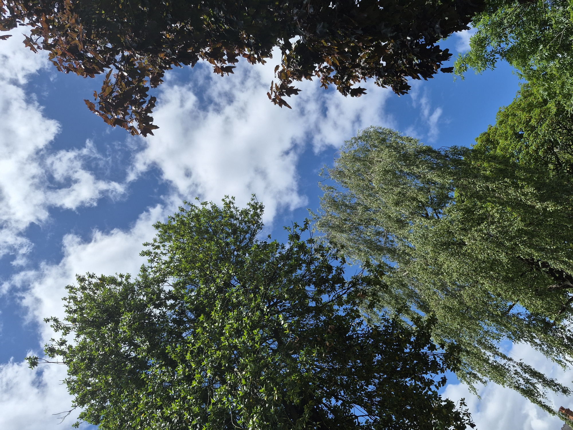 The image shows a view looking up at a bright blue sky with scattered white clouds, framed by the canopies of several trees. On the left, a large tree with dense green foliage dominates the upper left quadrant. In the center, a lighter green tree with drooping branches, possibly a birch, is prominent. On the right, a tree with dark reddish-brown leaves is visible in the upper right and extends down the right side. In the lower portion of the image, more green trees are visible, with a small section of a brick structure peeking out from the bottom left corner, suggesting an urban or suburban environment. The lighting indicates it is daytime, with the sun likely overhead or slightly to the side, casting shadows that are not clearly discernible due to the upward angle. The scene is devoid of any people or overt actions. The trees appear to be in full leaf, suggesting a spring or summer season. The presence of a brick structure hints at a residential or built-up area within the borough of Sandwell, United Kingdom.