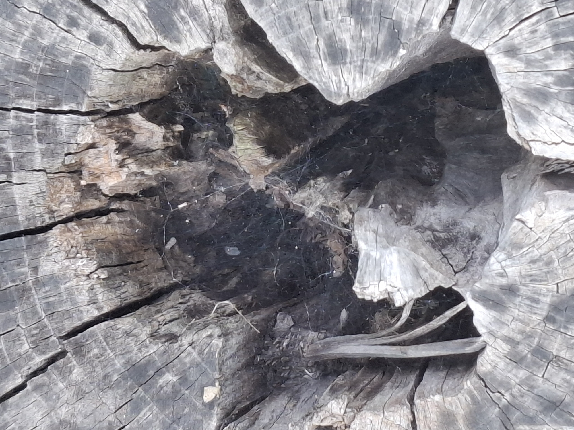 The image shows a close-up, overhead view of a weathered and cracked tree stump. The stump is gray and shows clear growth rings and deep fissures. In the center of the stump, there is a dark, hollow cavity filled with dry leaves, debris, and visible cobwebs. A few thin, twig-like branches protrude from the cavity and from the edge of the stump. The lighting suggests an outdoor environment, with shadows cast within the cracks and hollow of the stump. The image does not contain any information about the city of Almaty, Kazakhstan, nor does it depict any people, actions, or interactions. It is a still life nature photograph focused entirely on the texture and decay of the tree stump.