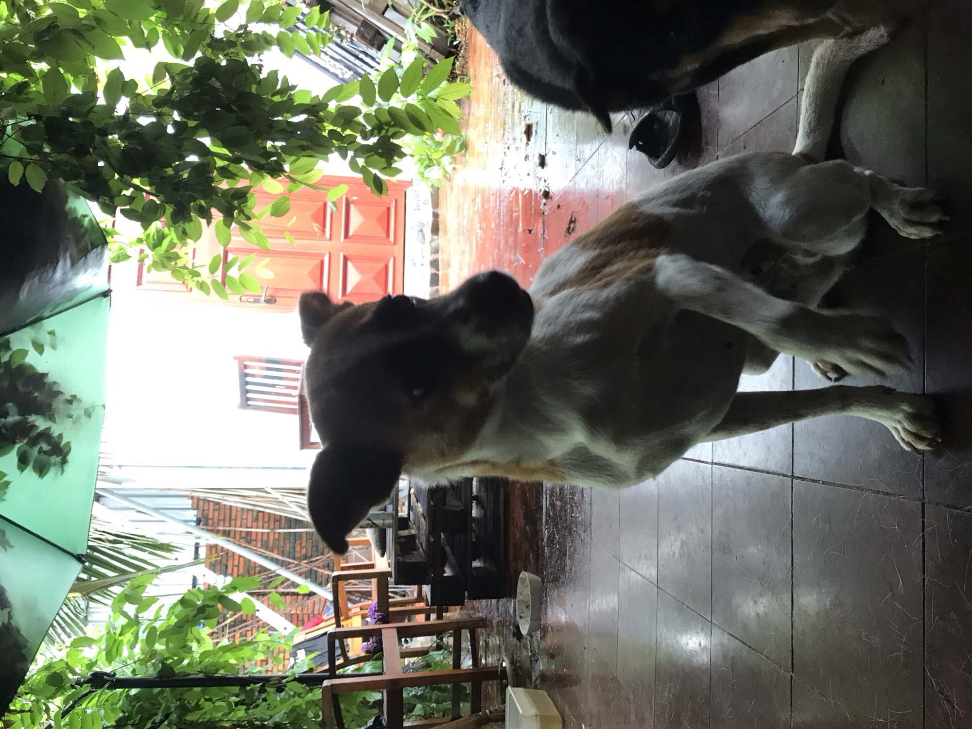 The image captures a domestic scene in Mũi Né, Vietnam. A dog with white and brown fur is positioned prominently in the foreground, with a portion of a black dog appearing behind it. Both animals are located on a tiled floor, which appears wet.
In the background, a red door is visible. Green foliage frames the view. Beneath the foliage are wooden chairs and tables. Some of the foliage is under a green umbrella.